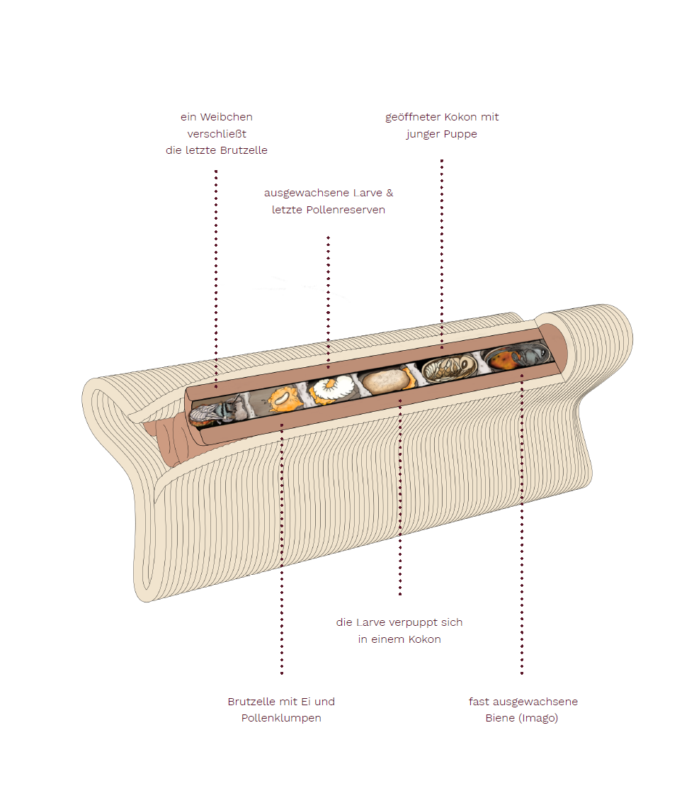 Nesting biology of solitary bee´s inside Habiton