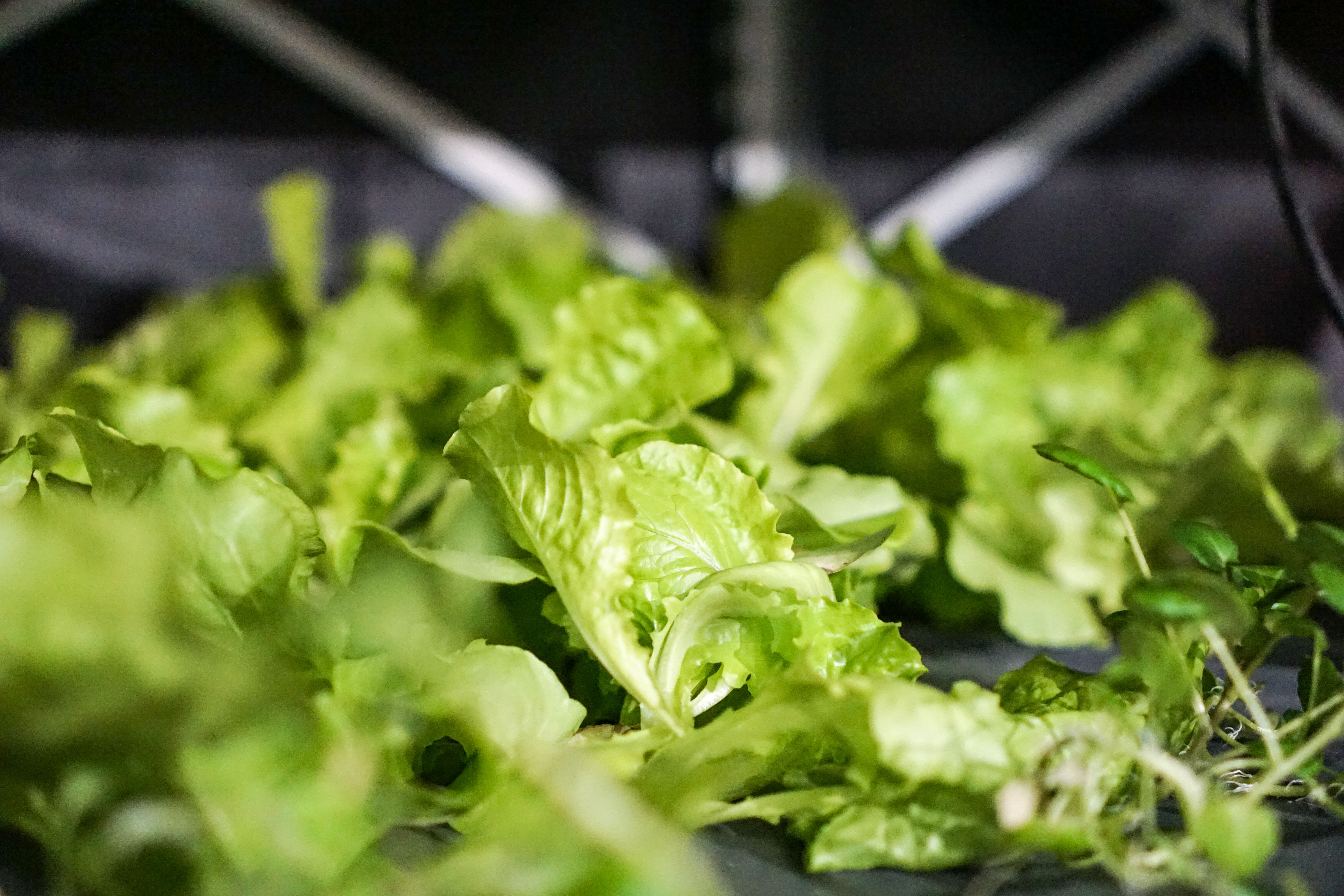 Fresh leafy lettuce
