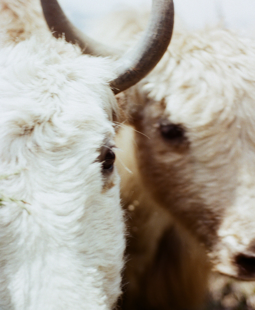 nepali yaks