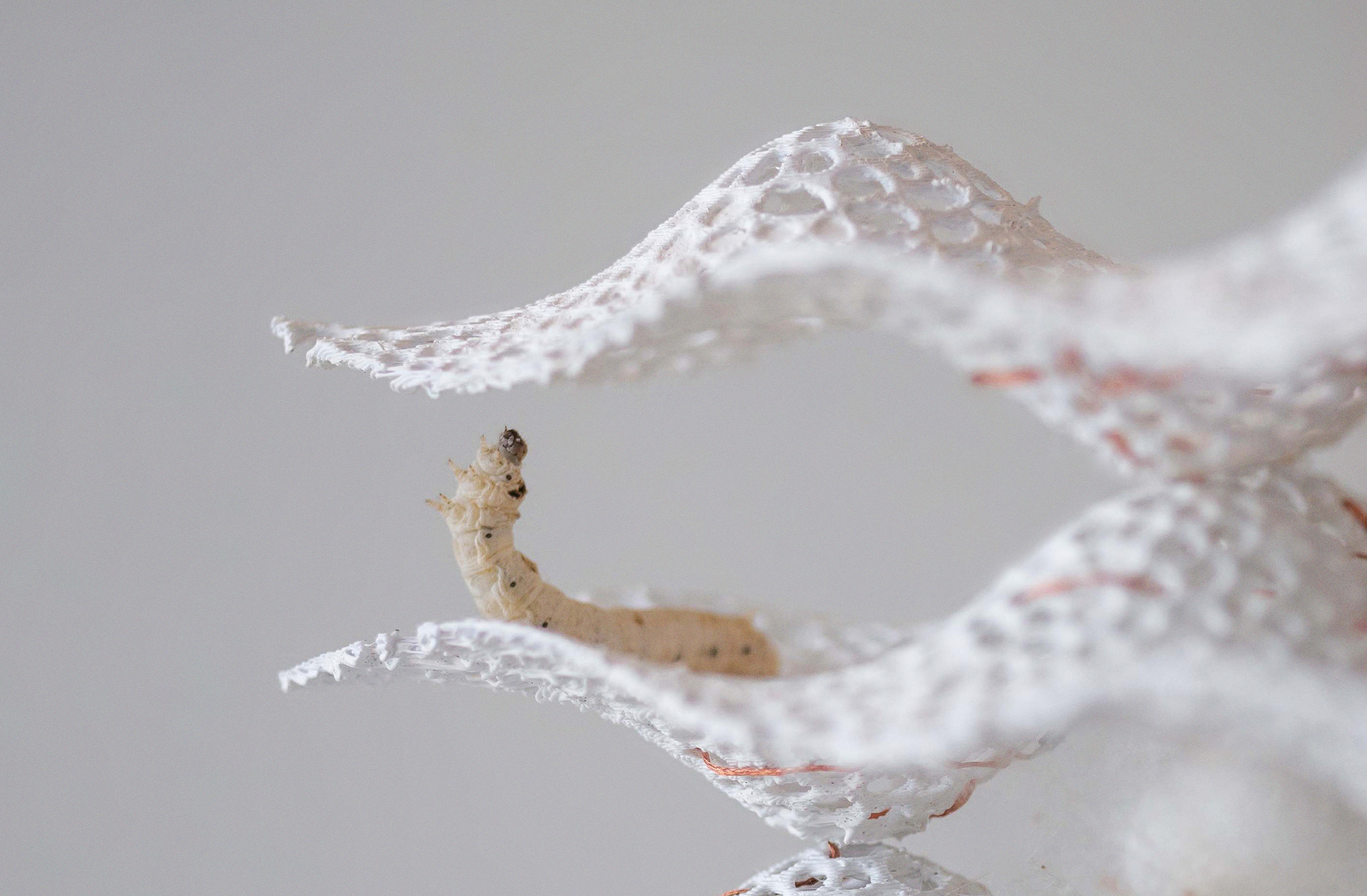 A silkworm on the designed habitat