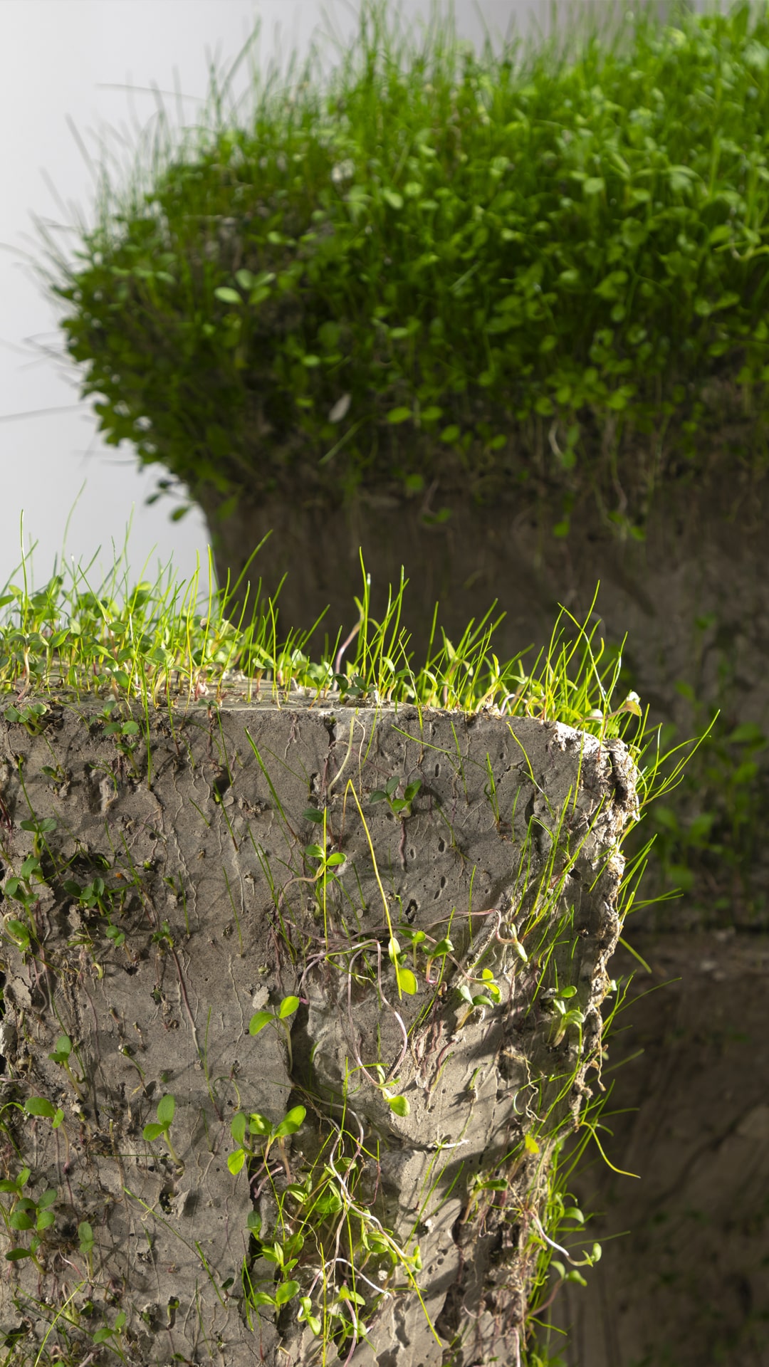 While growing the sculptures change their shape.
