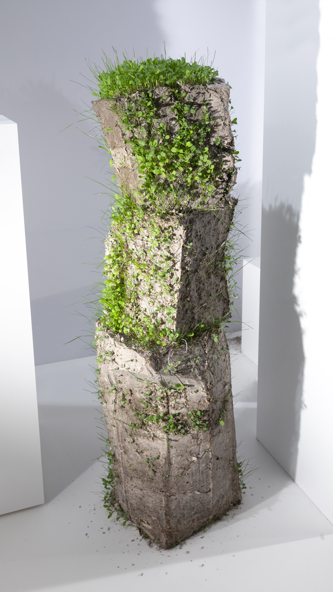 Three sculptures blooming.