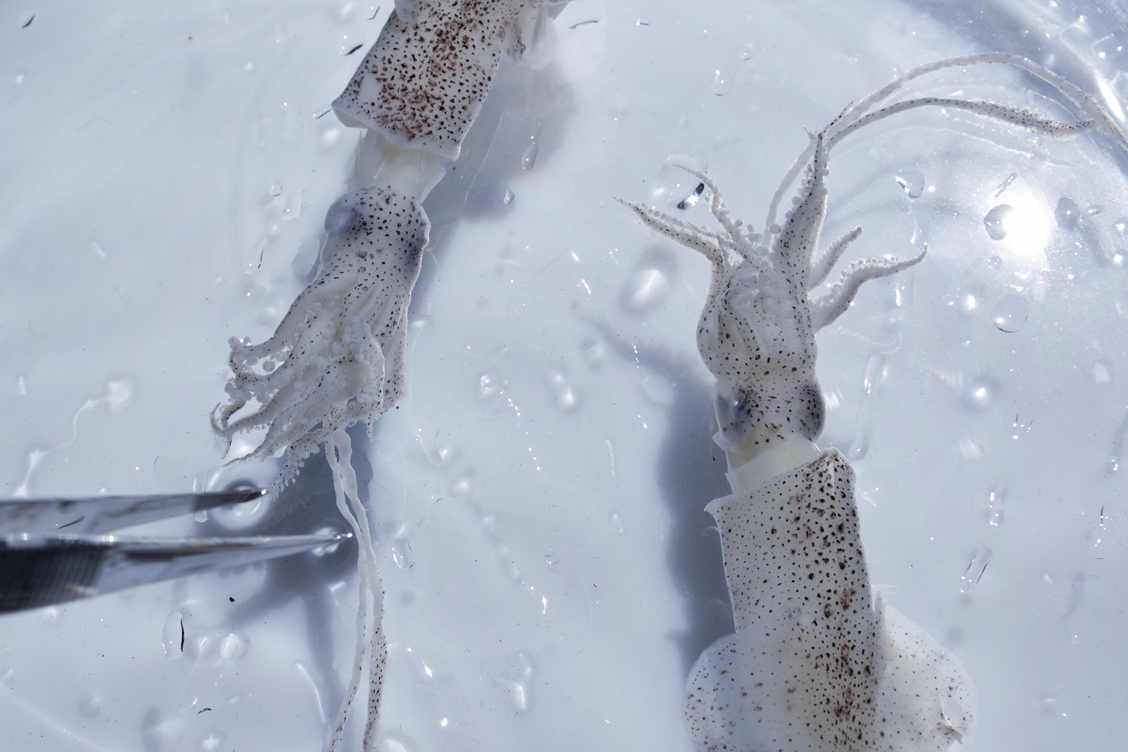 BioArt Laboratories - Materials