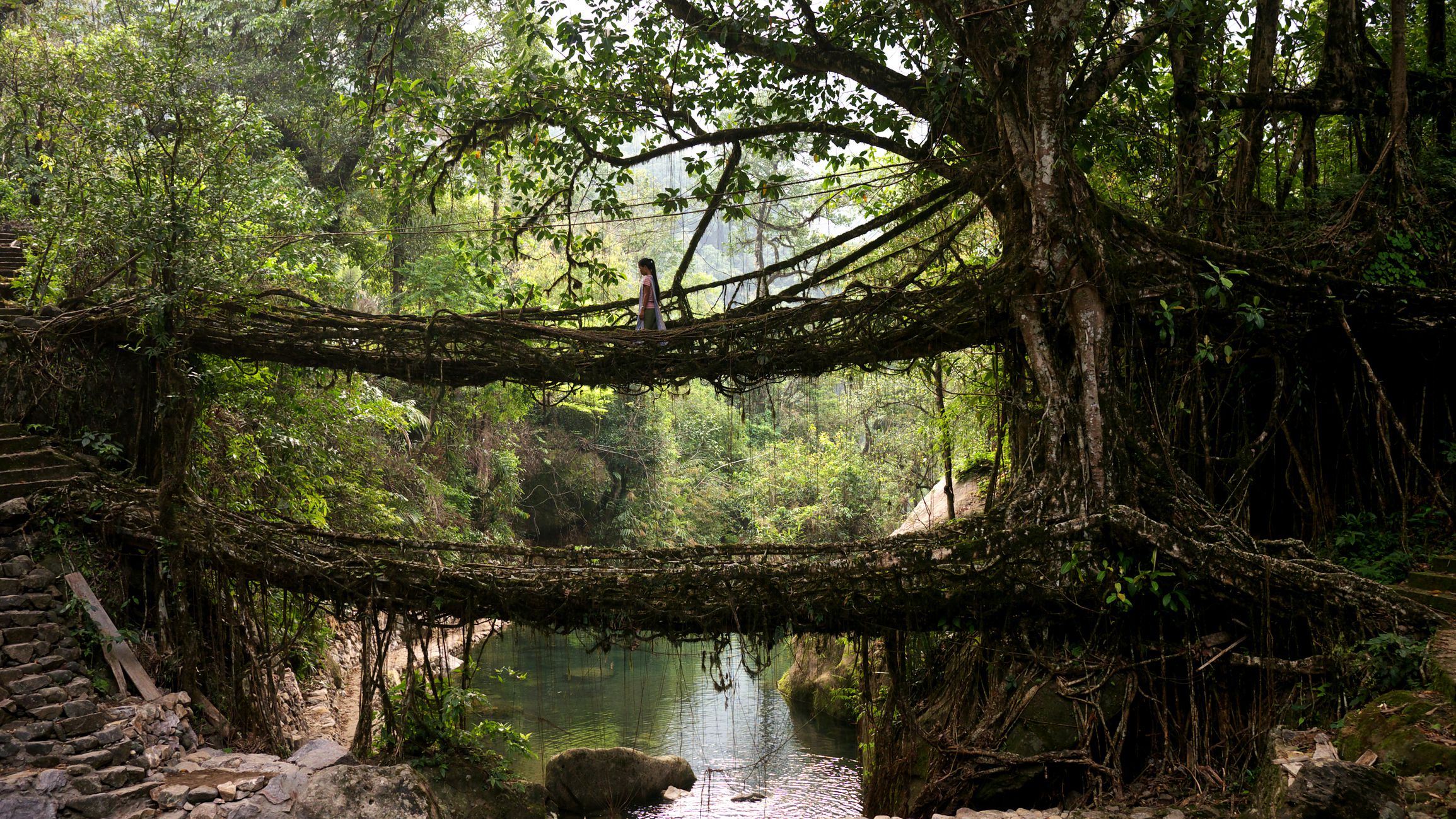 Meghalaya's Living Root Bridges