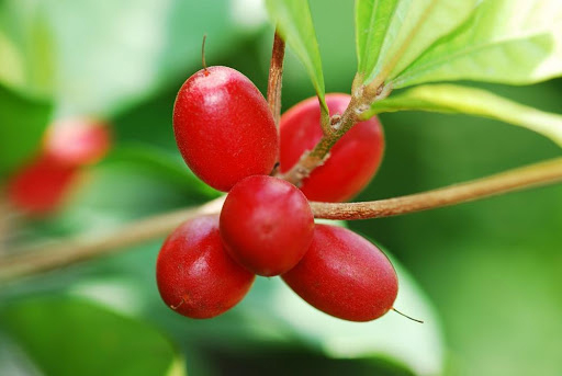 Miracle berry growing on a tree