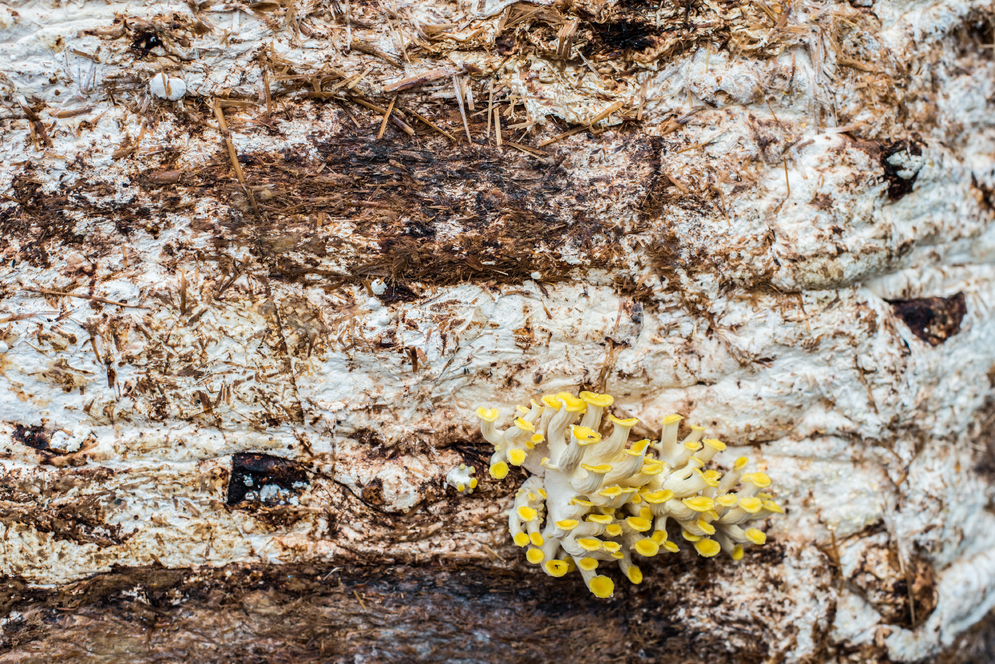 Mycelium growing on straw, pigeon towers close-up