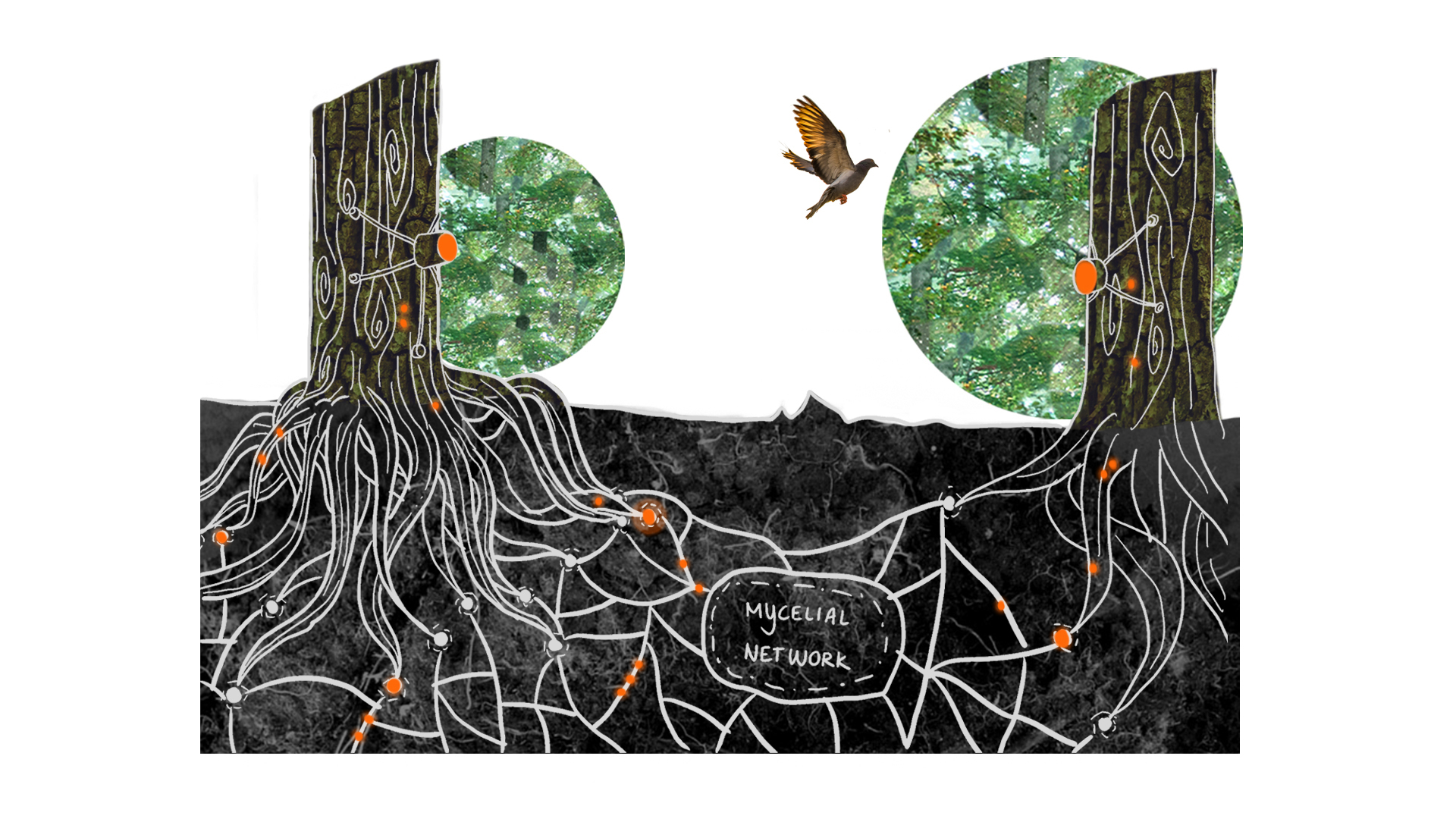 Science - Mycelial Network
