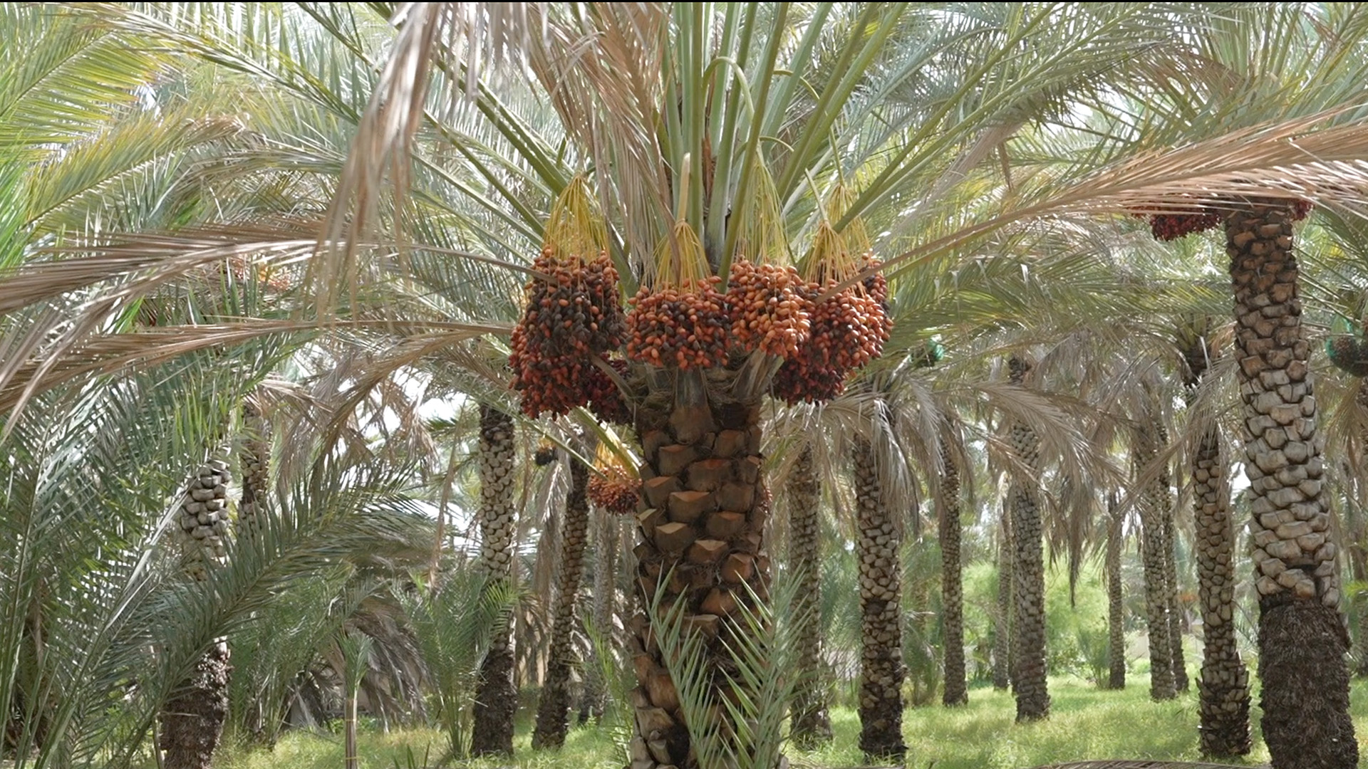 Date Palm Trees, Oman