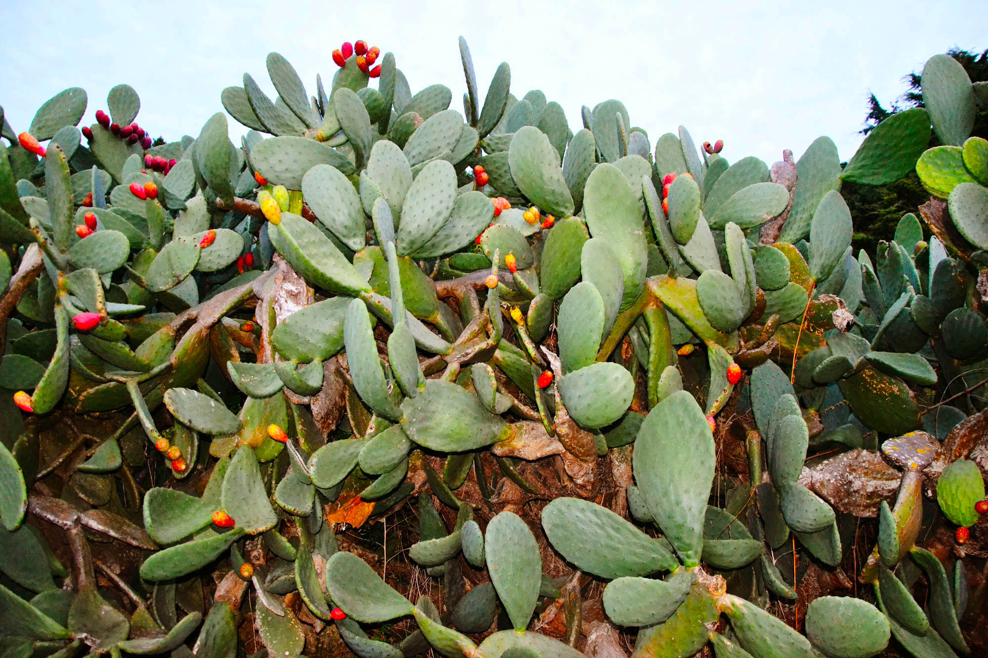 Prickly Pear plant.