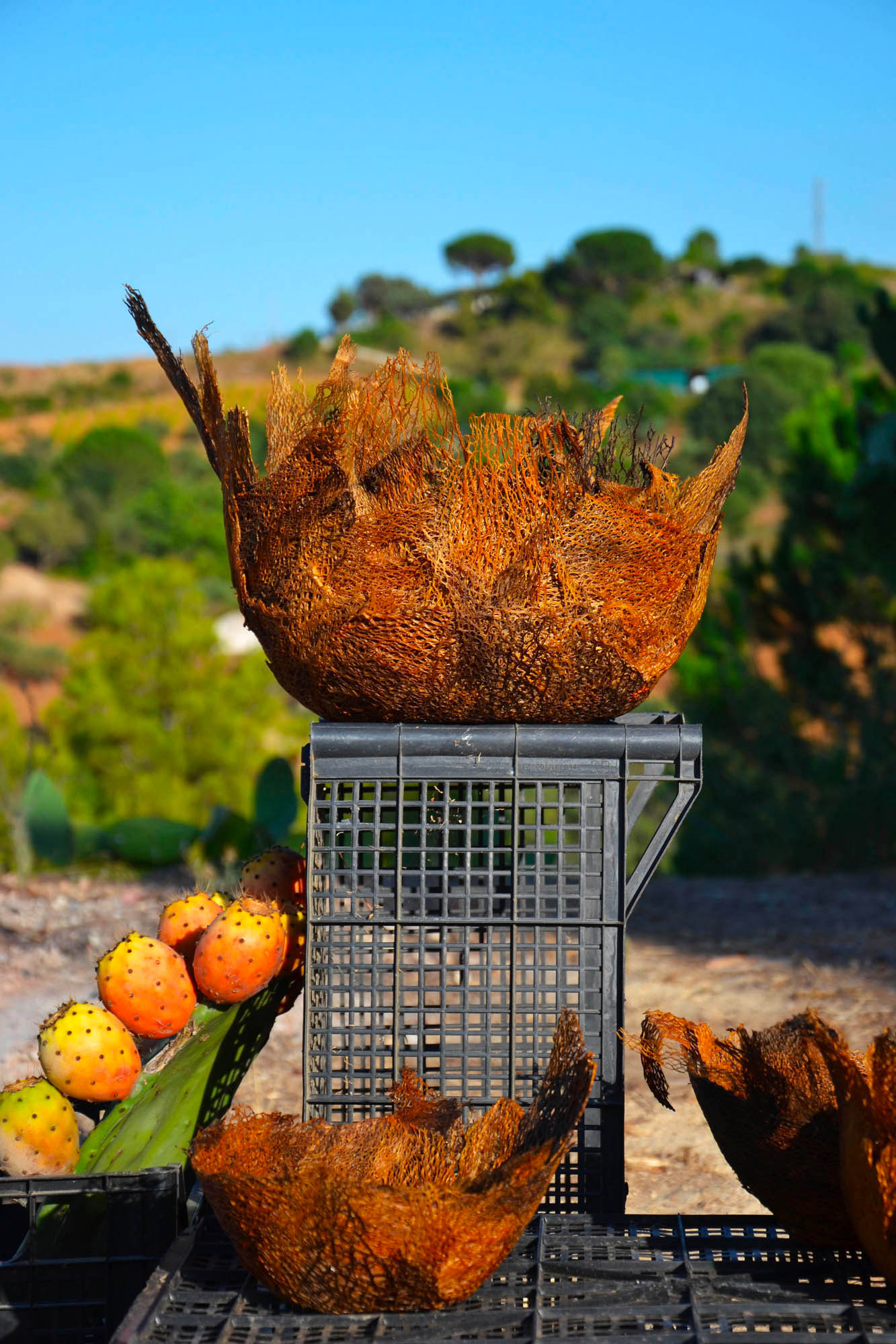 Prickly Pear fibre in the shape of a bowl.