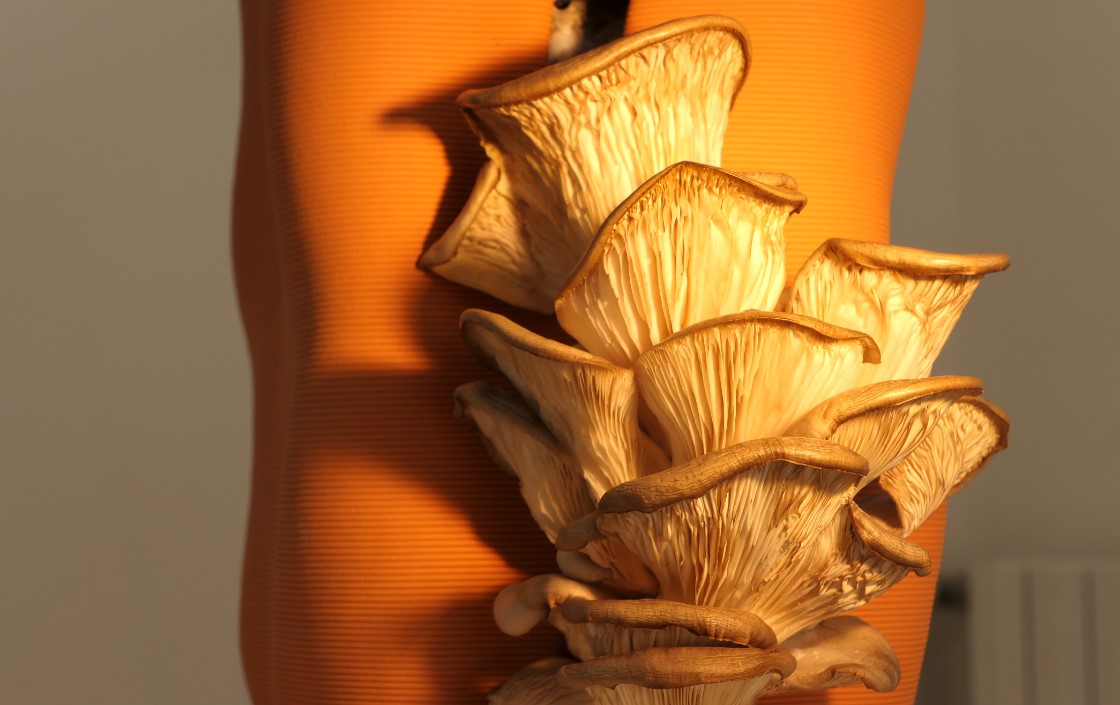 3D printed Mushroom holder