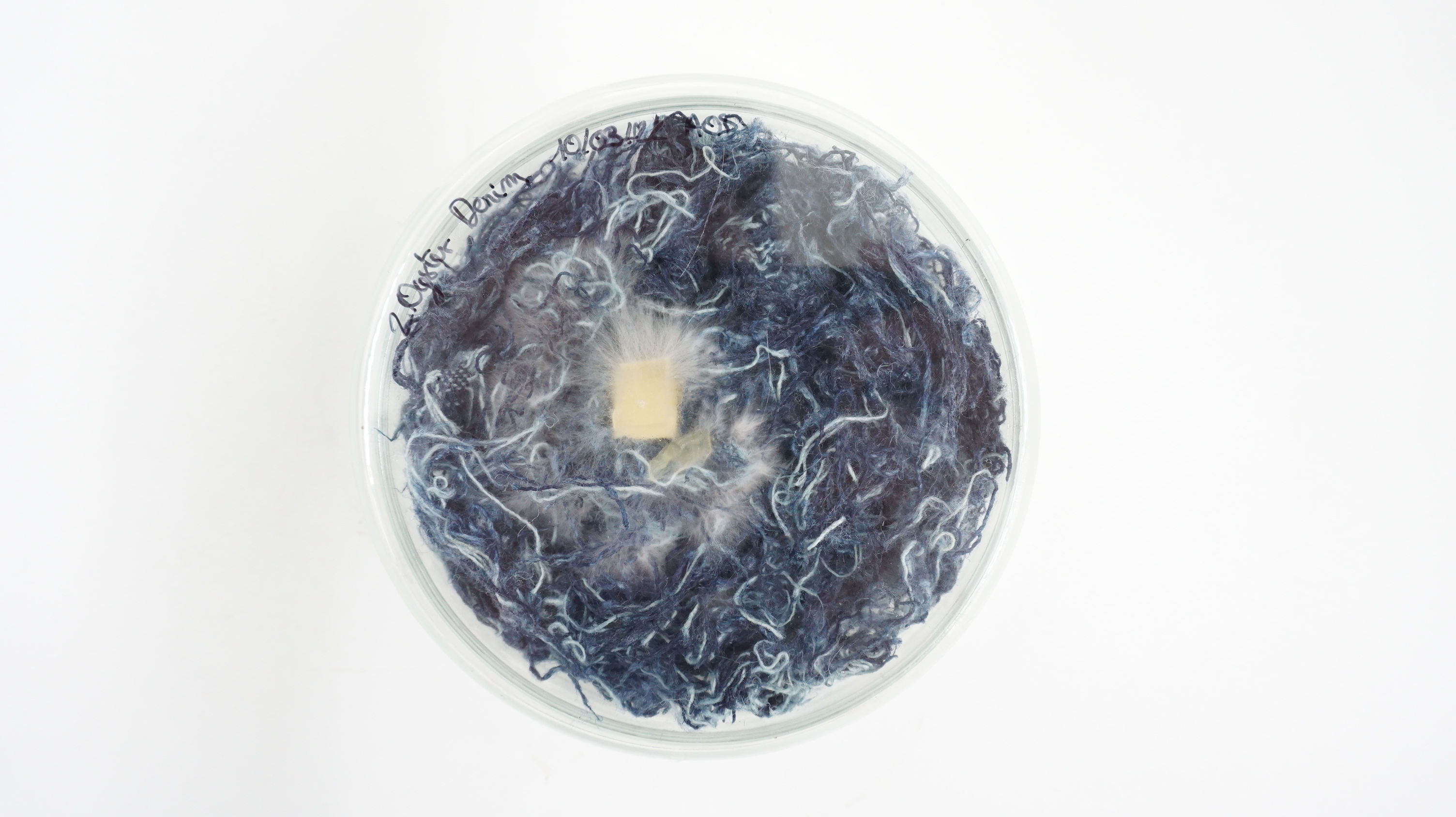 P. ostreatus mycelium growing on denim waste