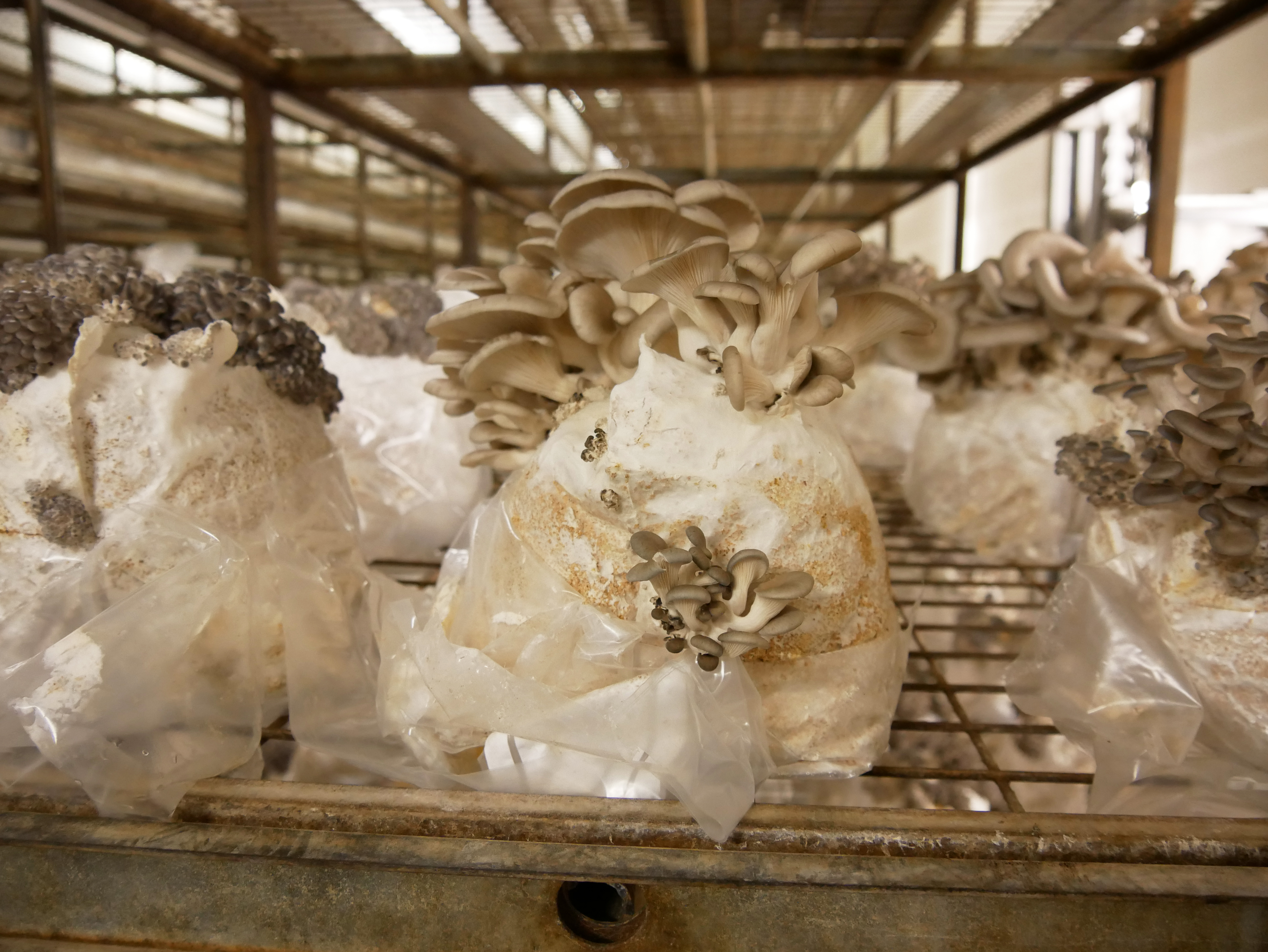 Mycelium Growth 