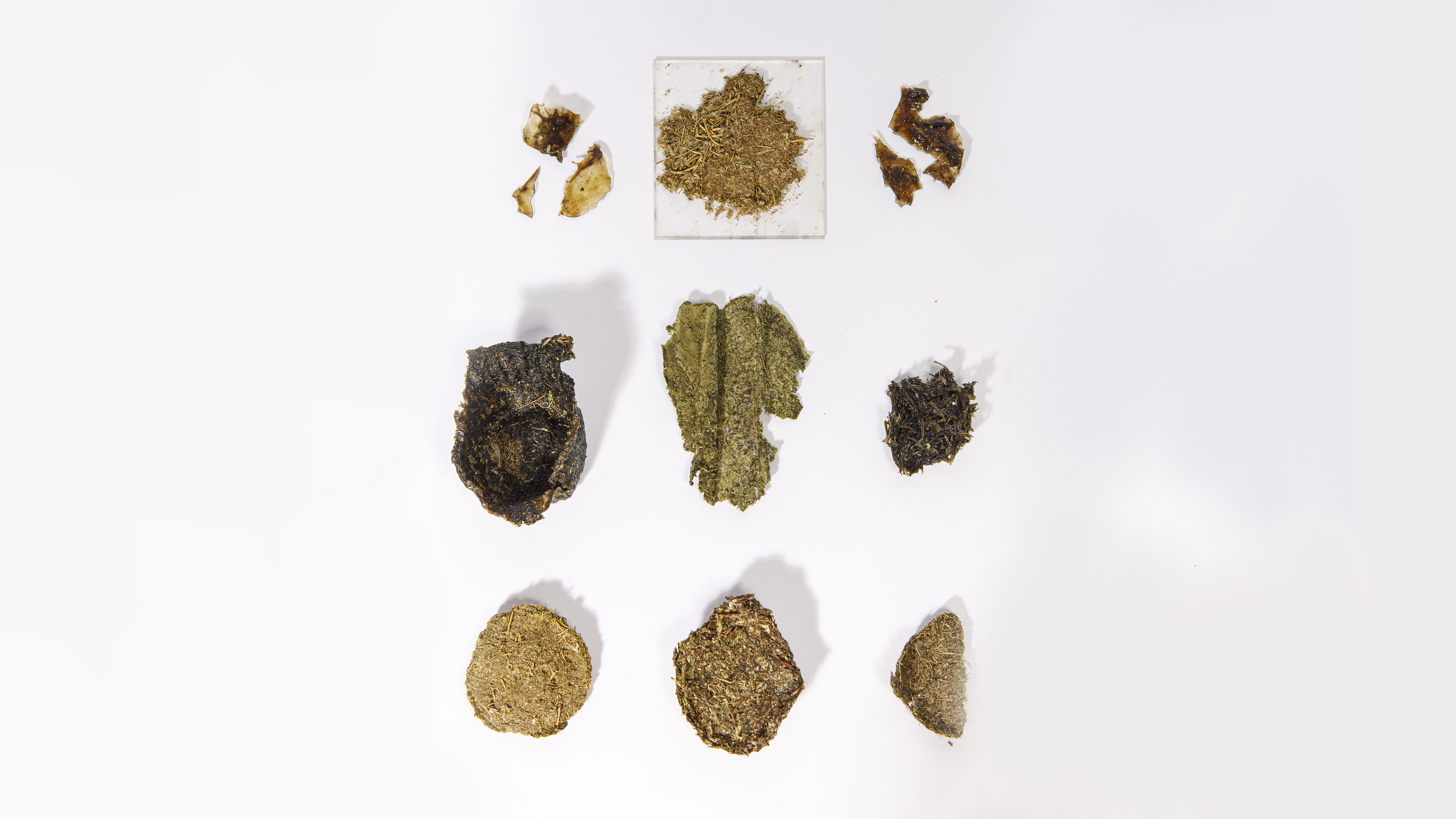 Isoëtes plant in form of material as a commodity