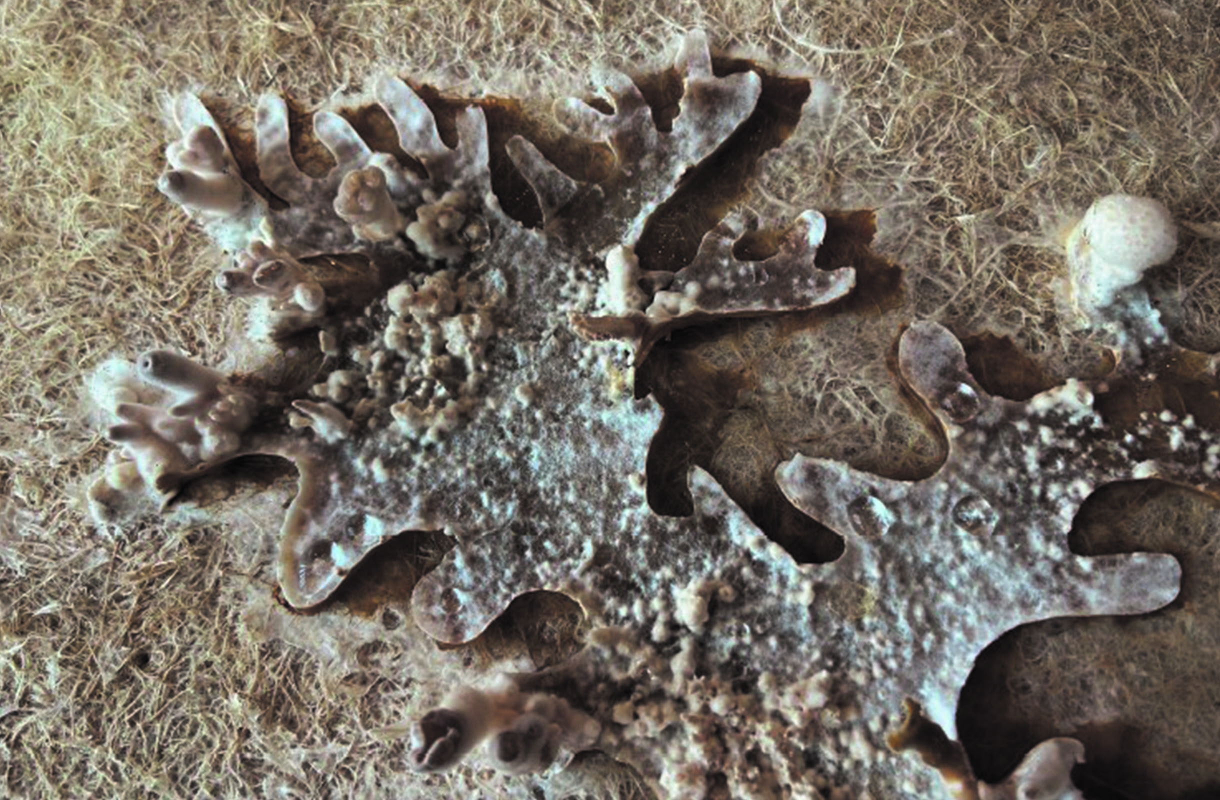 Fungal fruiting bodies on a non-woven hemp map