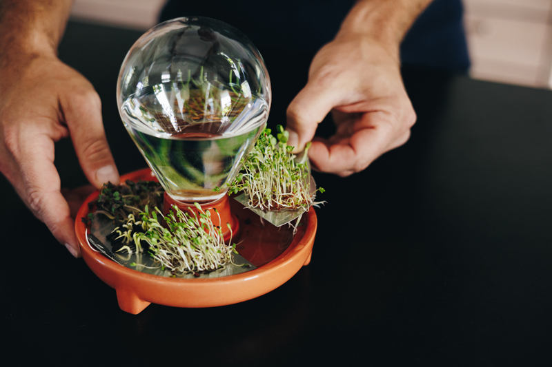 Patella Crescenda - microgreen sprouting kit