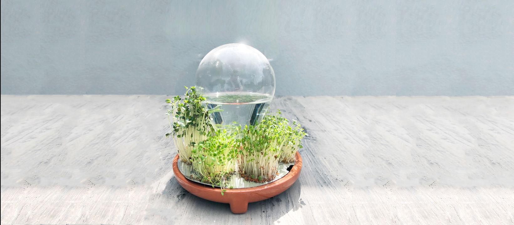 Patella Crescenda: future proof super food - House of Thol easy green living