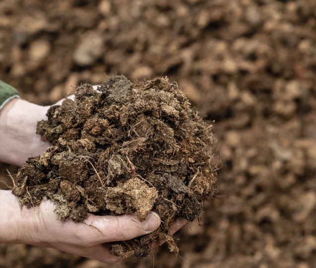 Peat free (!)  soil from Silphium Perforliatum
