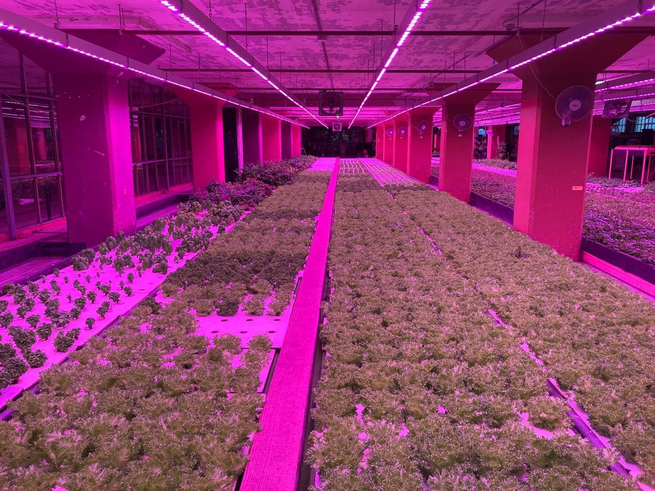 Phood Farm