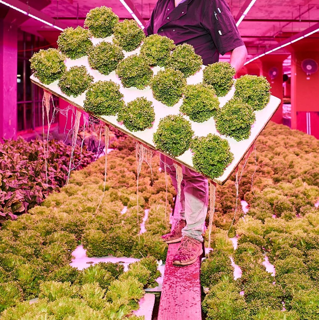 Phood Farm Harvest