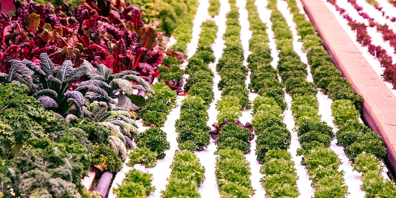 Phood Farm Produce