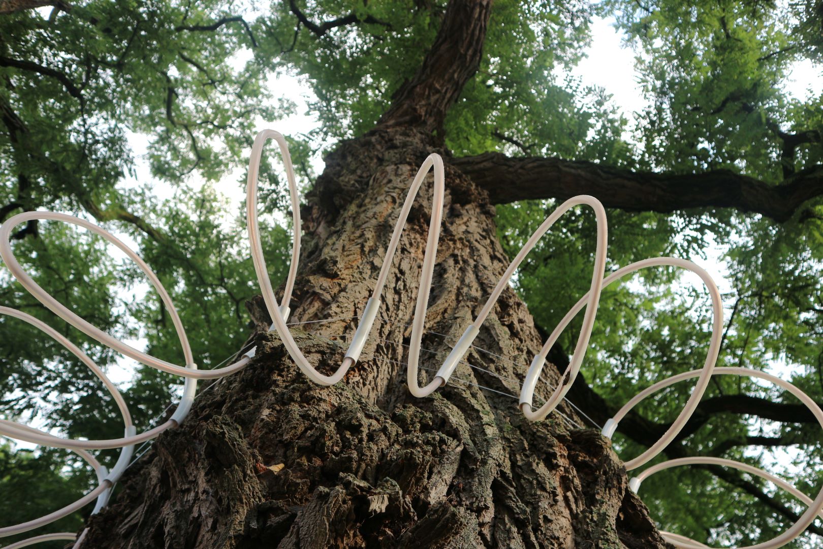 The Symbiocene Forest