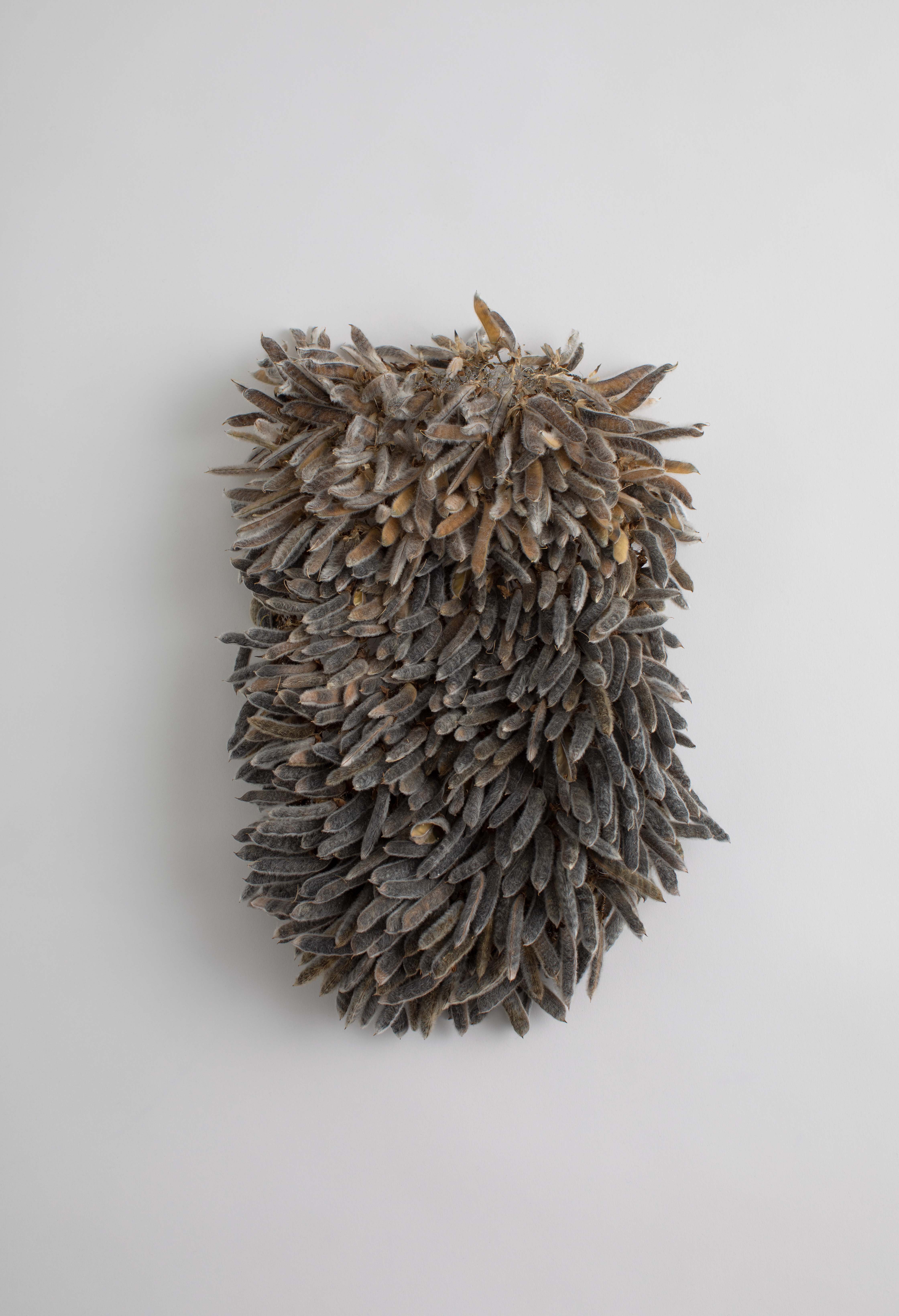 Rattling Lupine seed beans