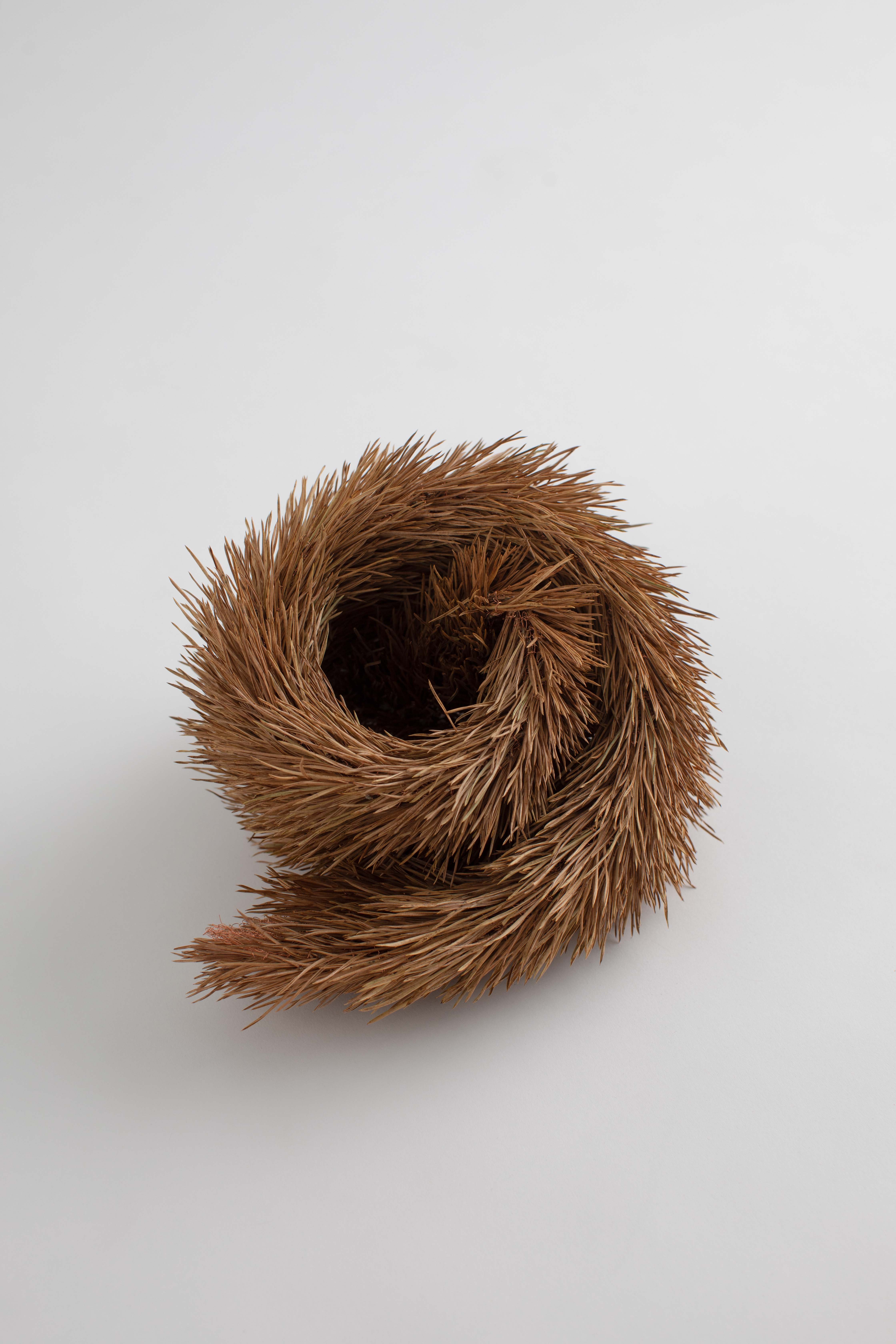 Pine needle tail
