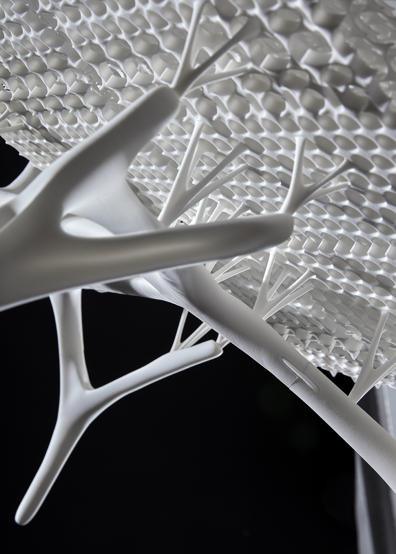 Radiolaria #1 - Fragments of Nature