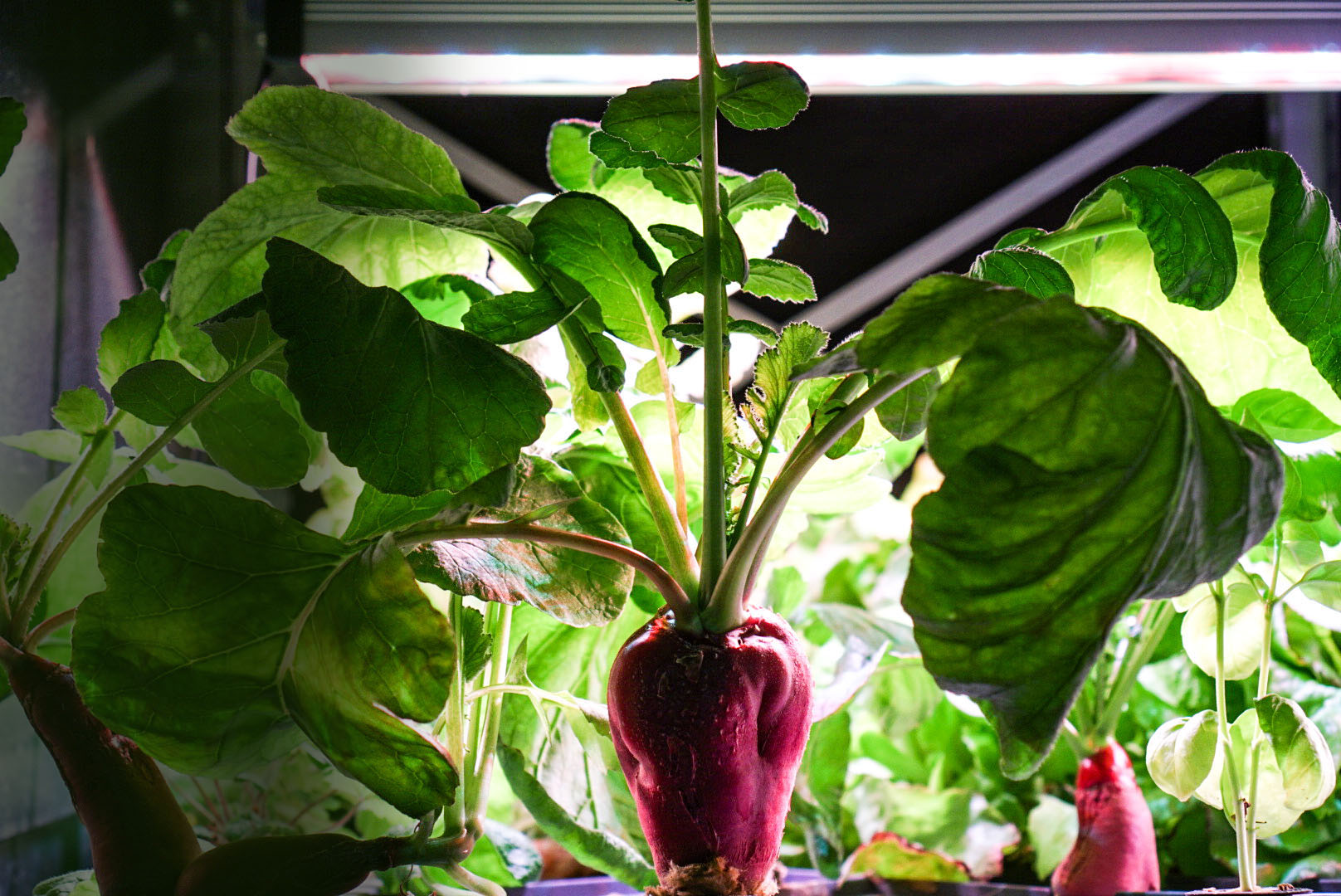 Full grown raddish in Roots Aeroponic System