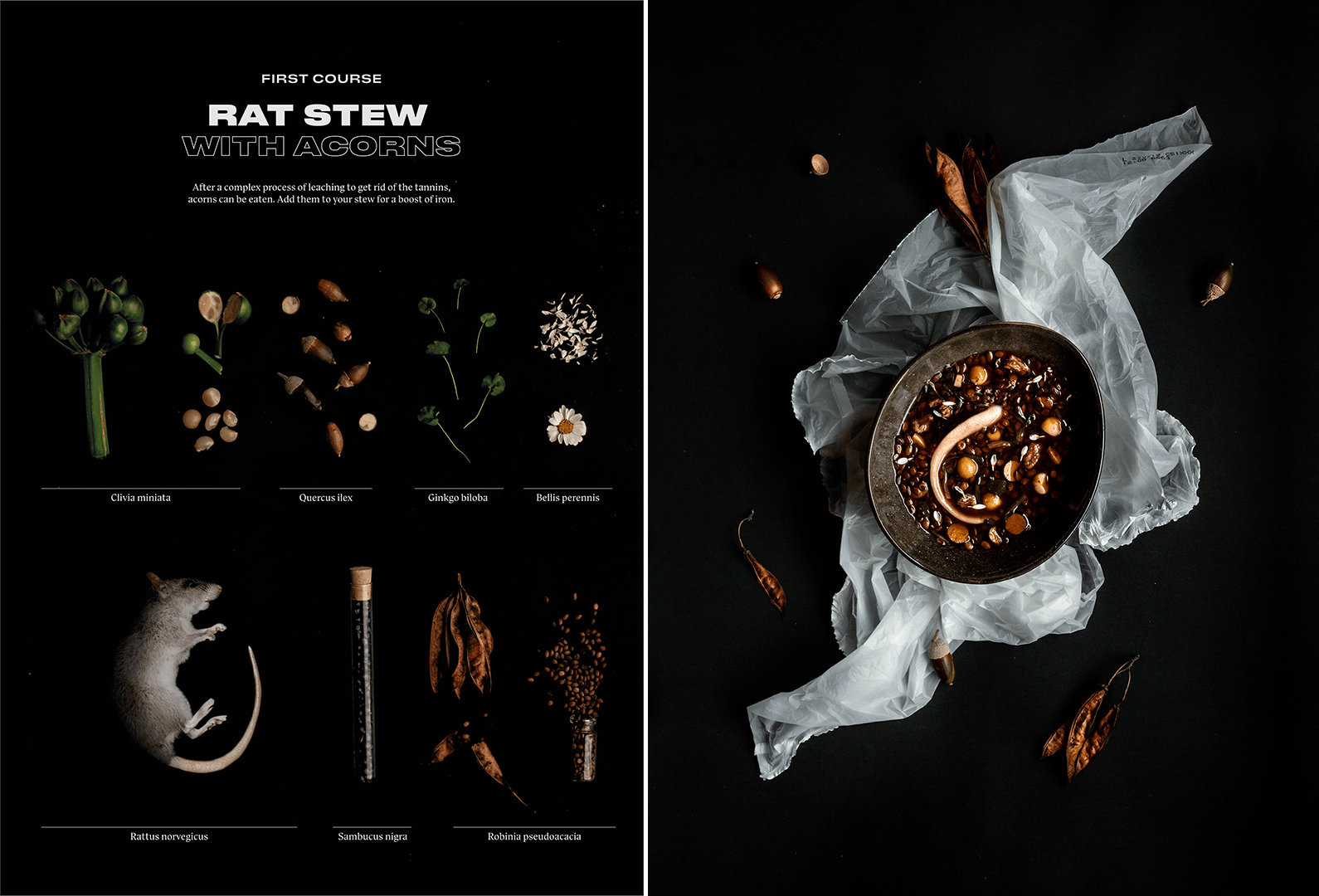 First Course: Rat Stew with Acorns