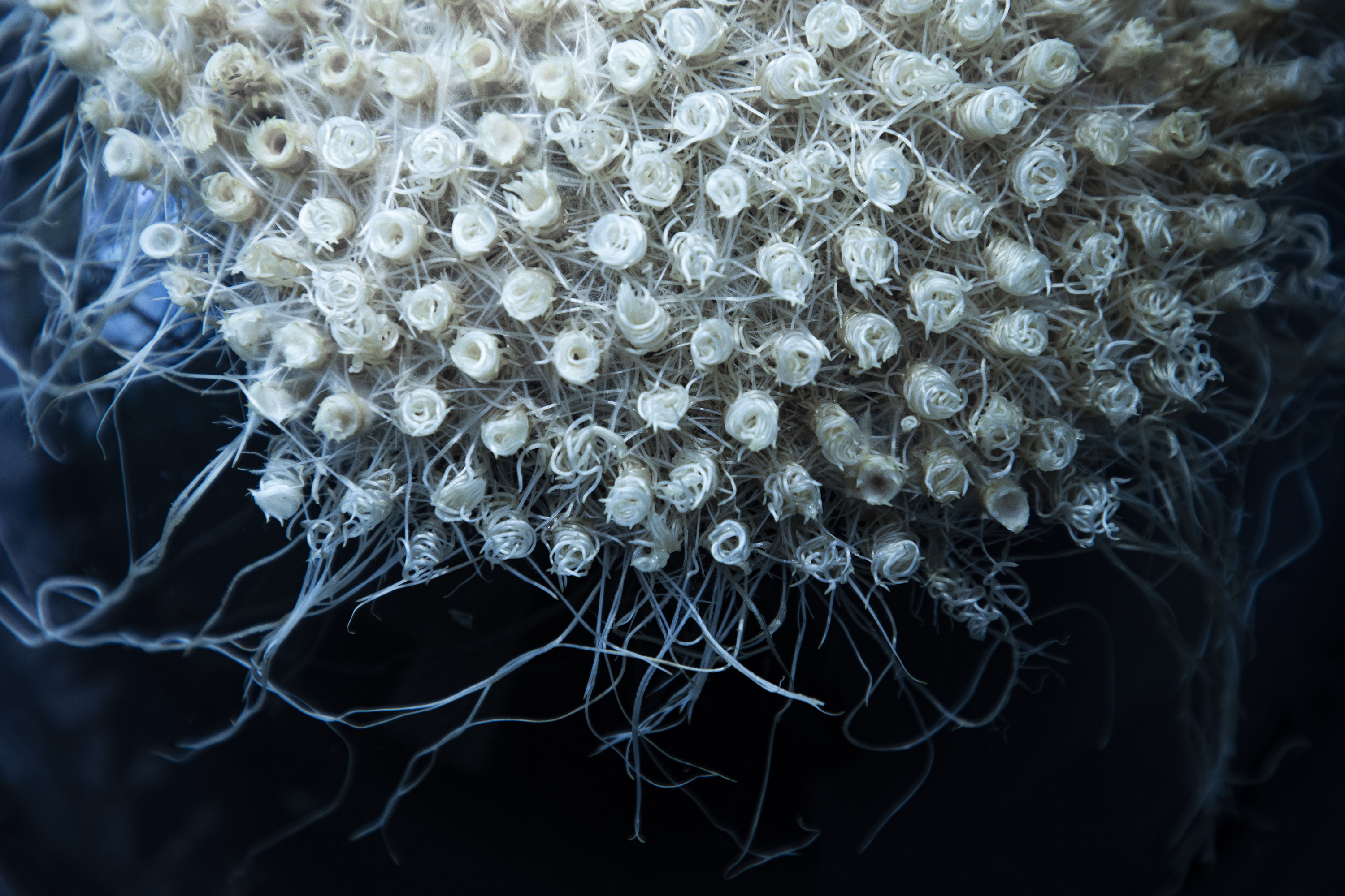 Grass root, grown to mimic coral forms