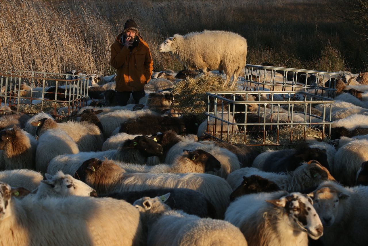 Shepherd Sam Westra and his herd