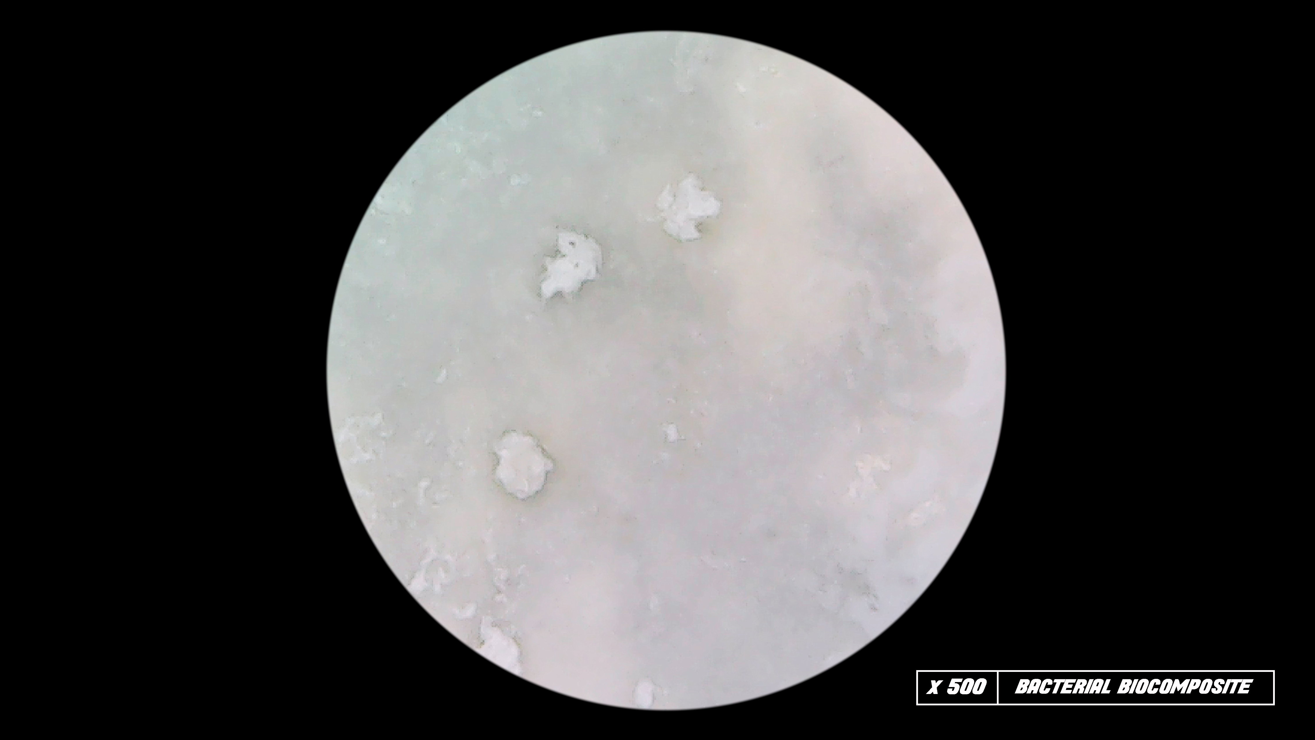 The bacterial composite material under microscope