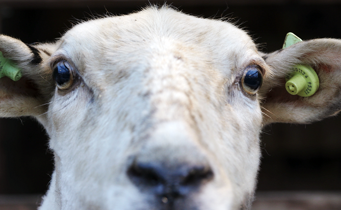 Prima kwaliteit wol van dit Rotterdamse schaap