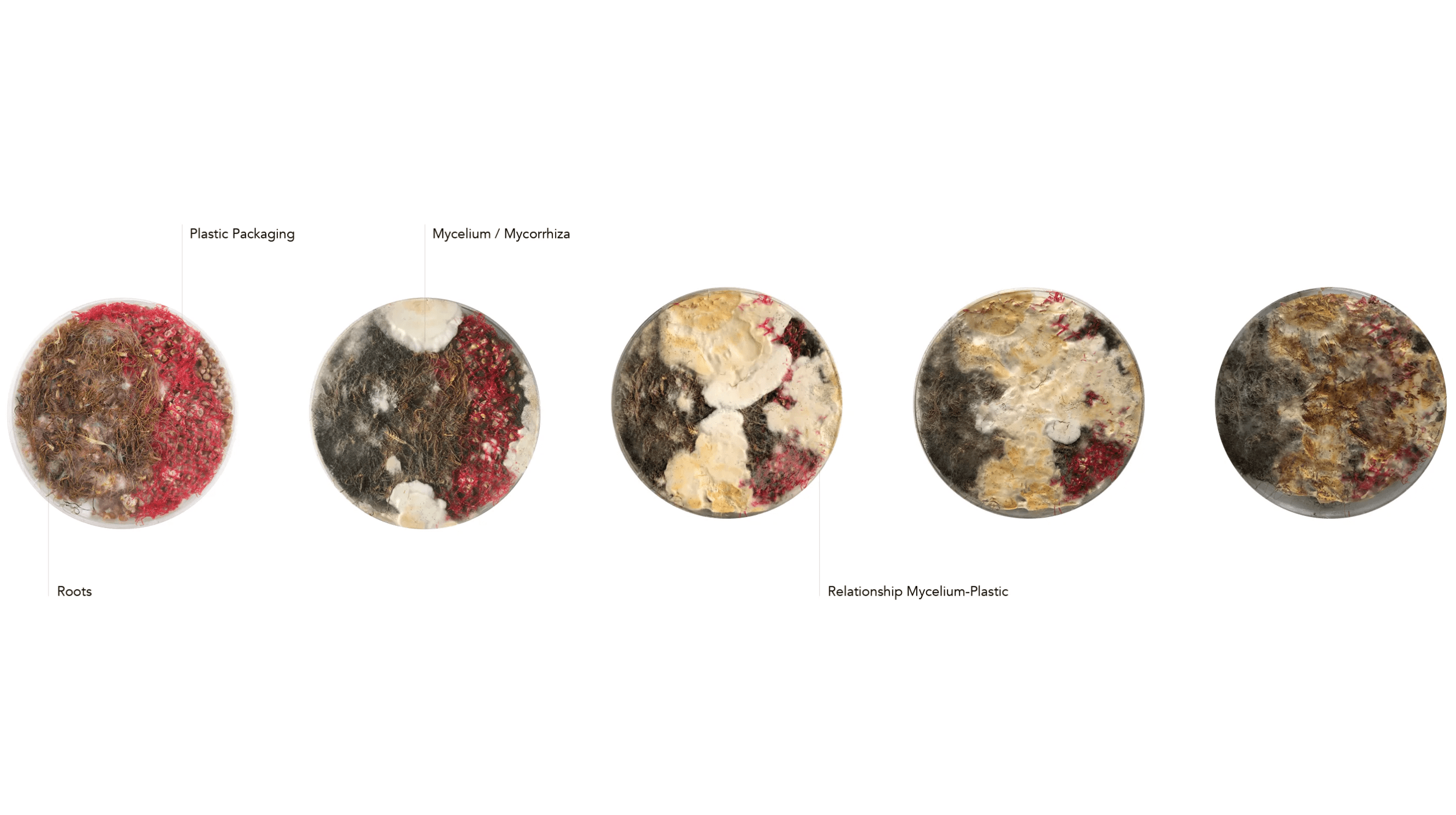 Lab Experiments of Mycelium Growing on Plastics