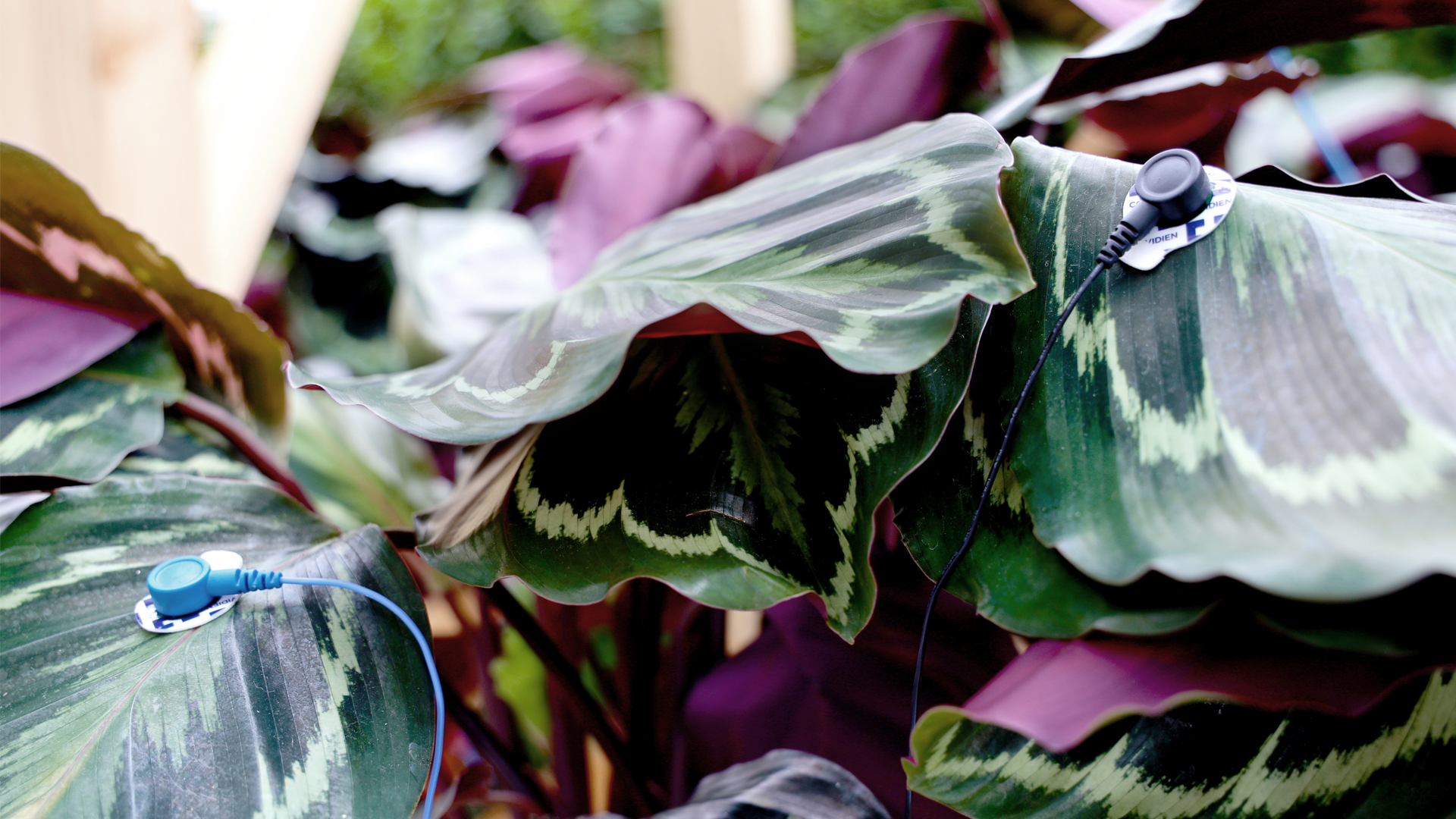 ECG electrodes connected to calathea plants