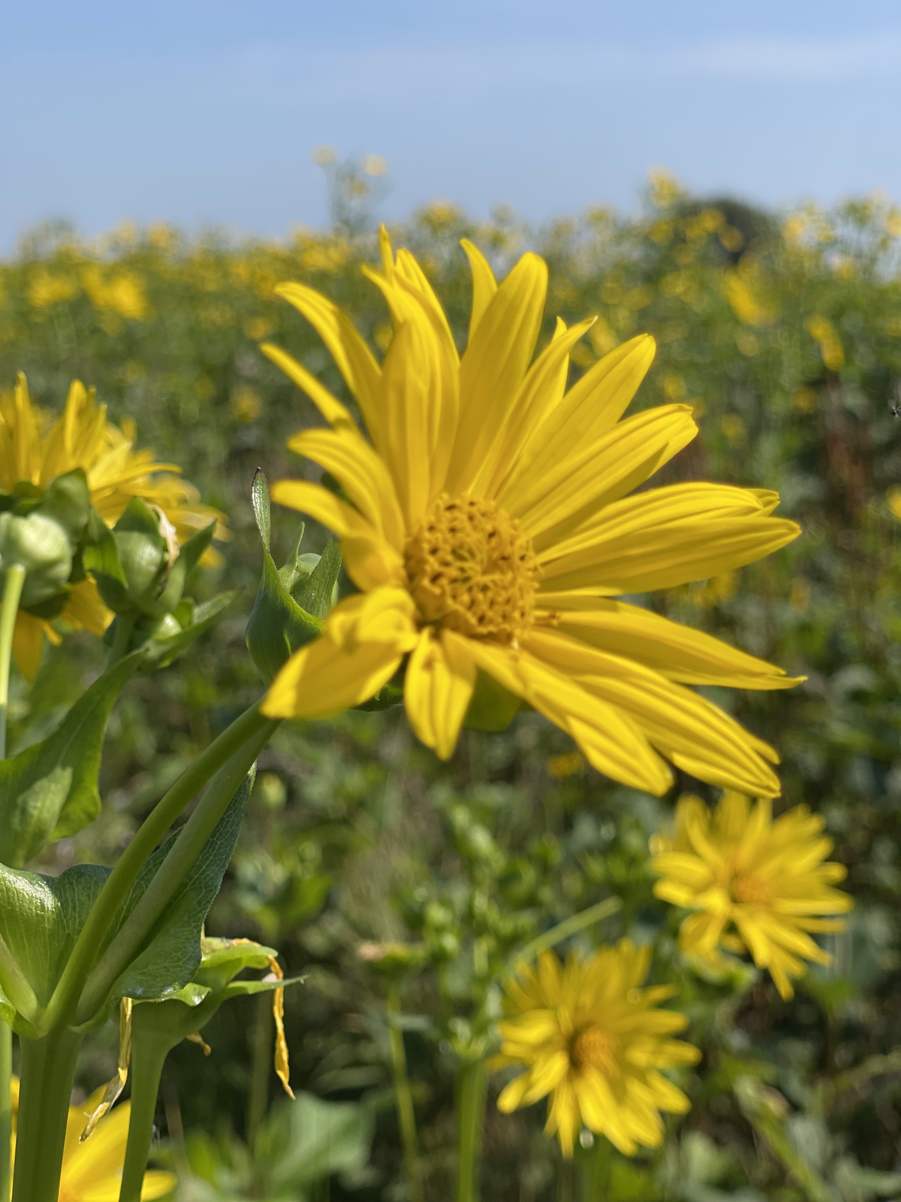 Silphium Perforliatum (Silphy)