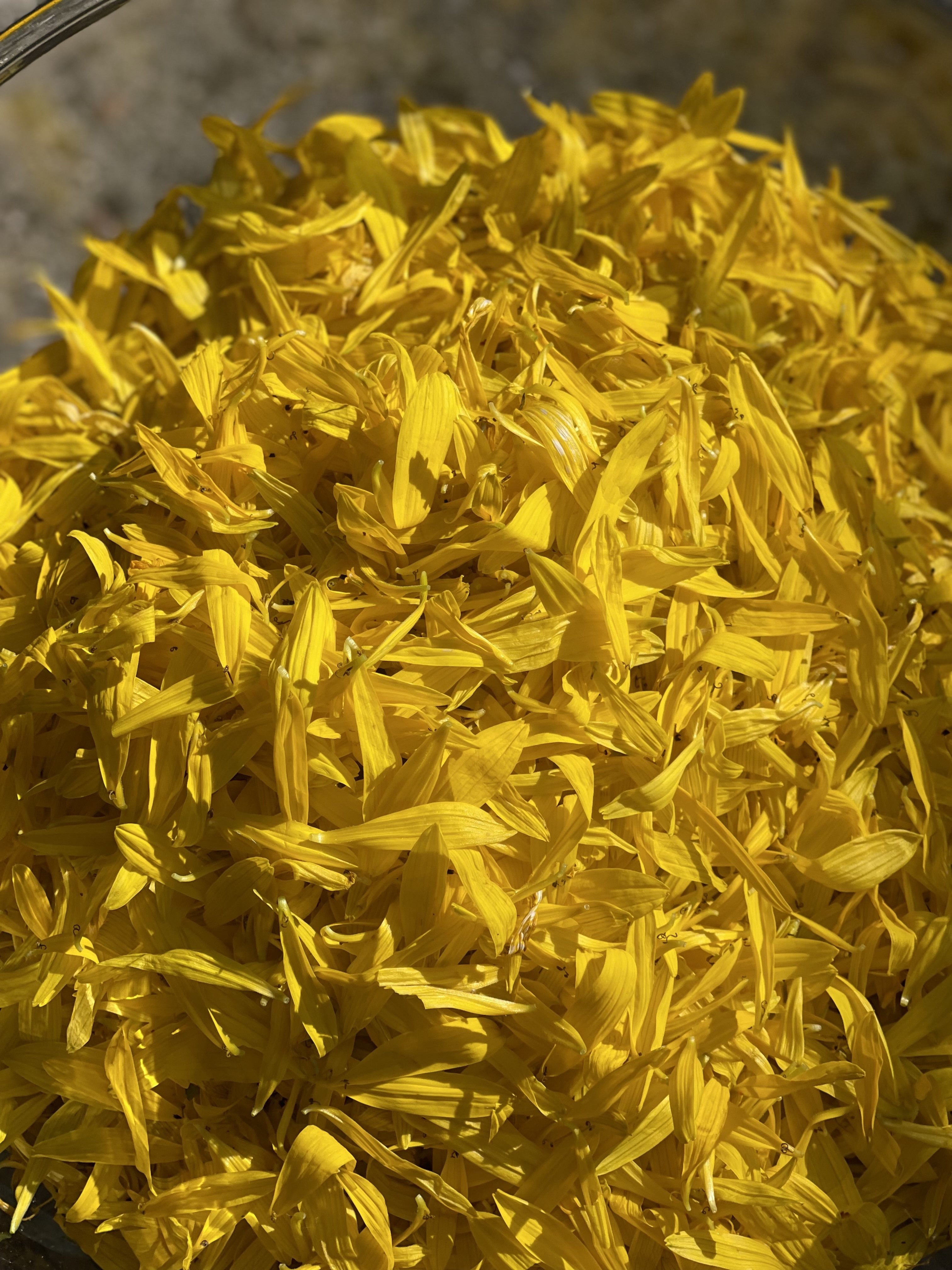 Pigments used for dyes from Silphium Perforliatum