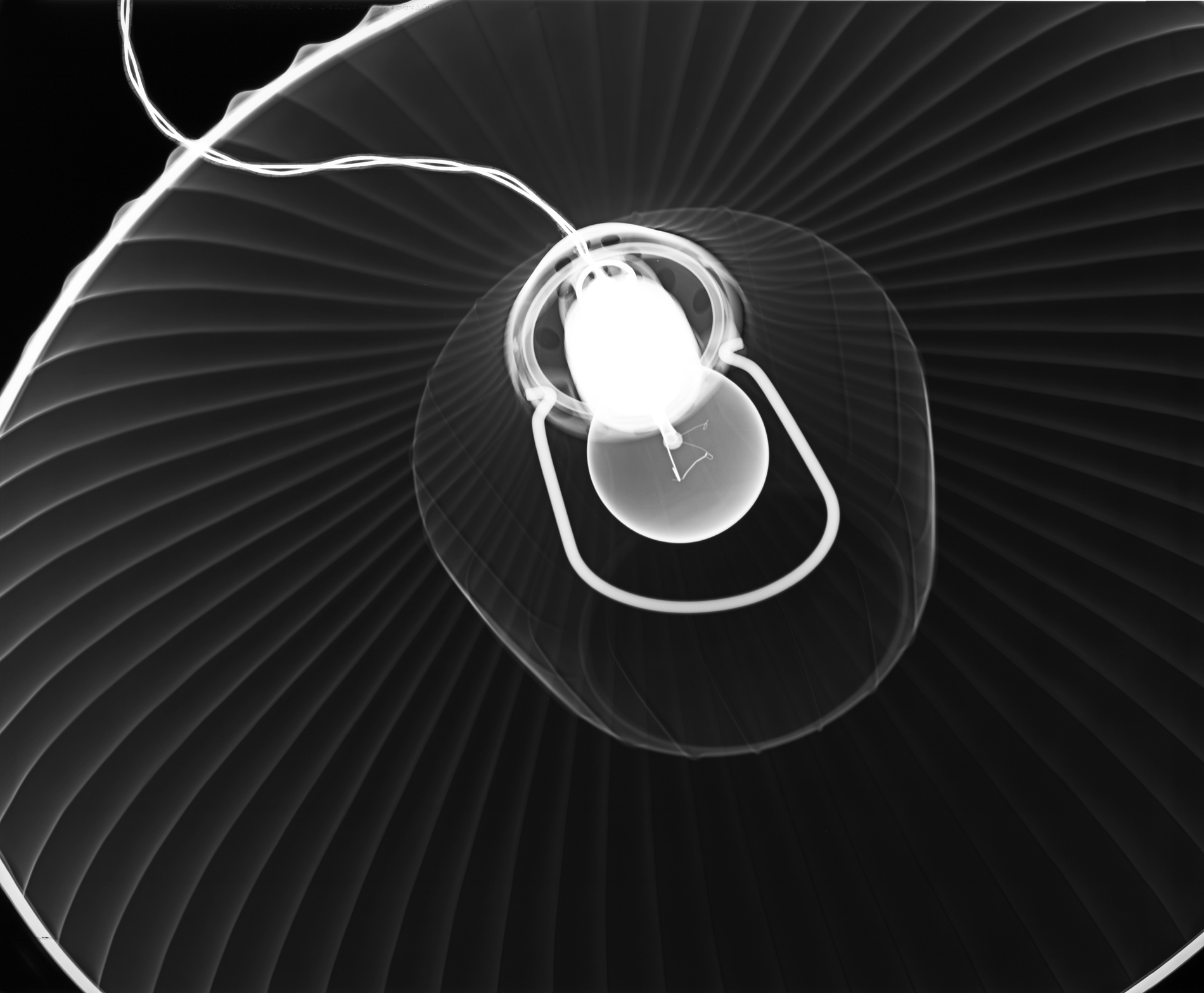 Soul of design - organic light - x-ray on lightbox