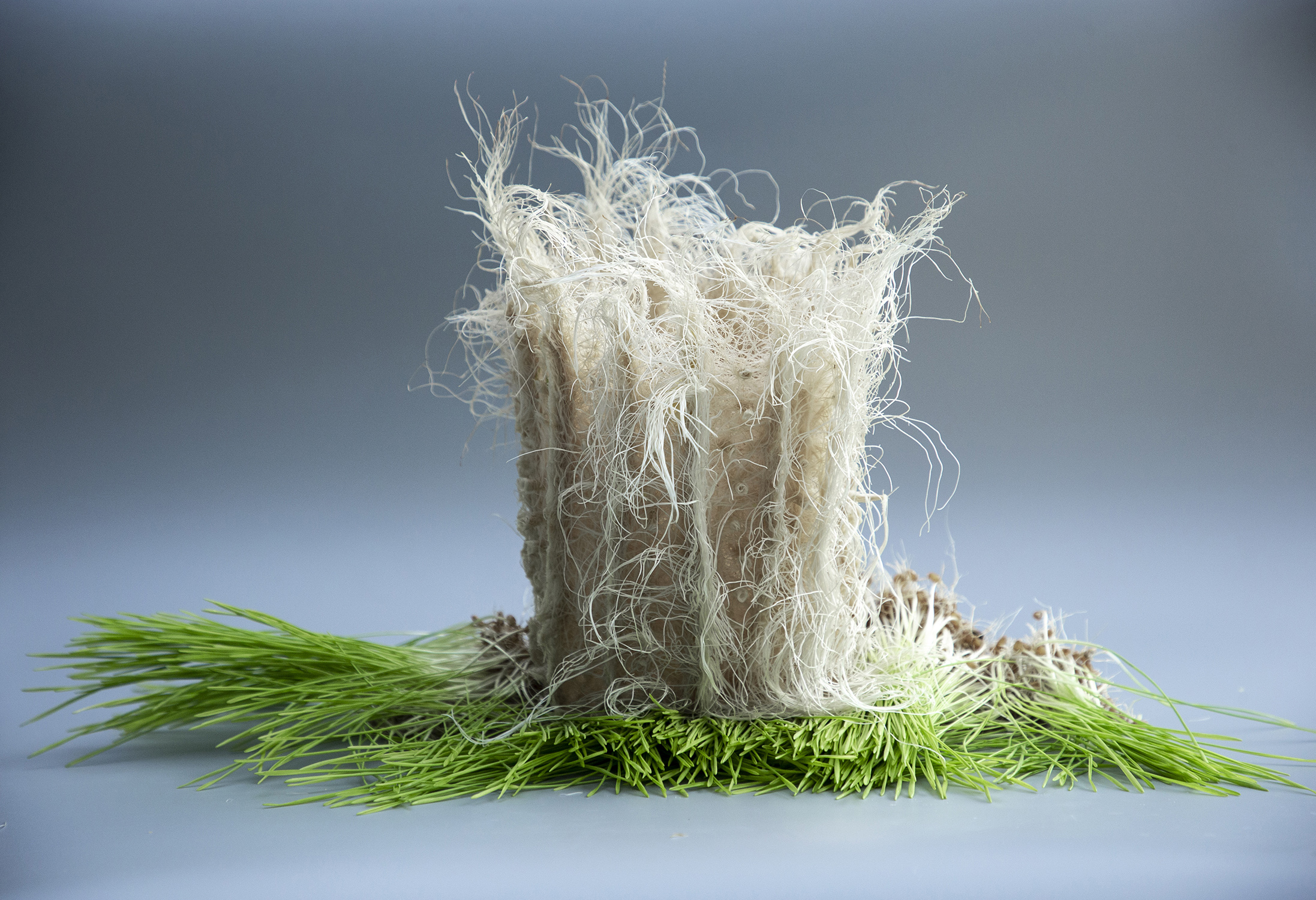 Wheatgrass root, 2021