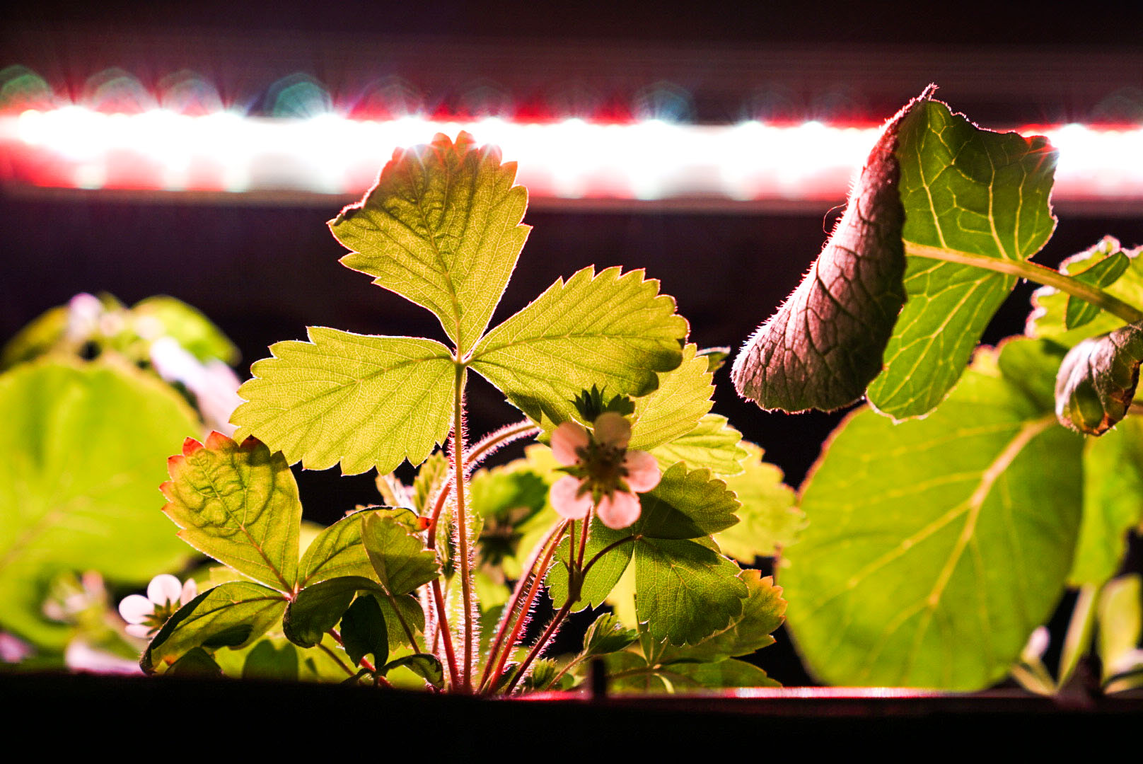 Strawberry experiment in Roots Grow System