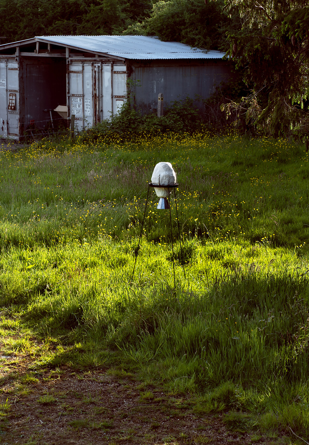 the mycelium form in situ