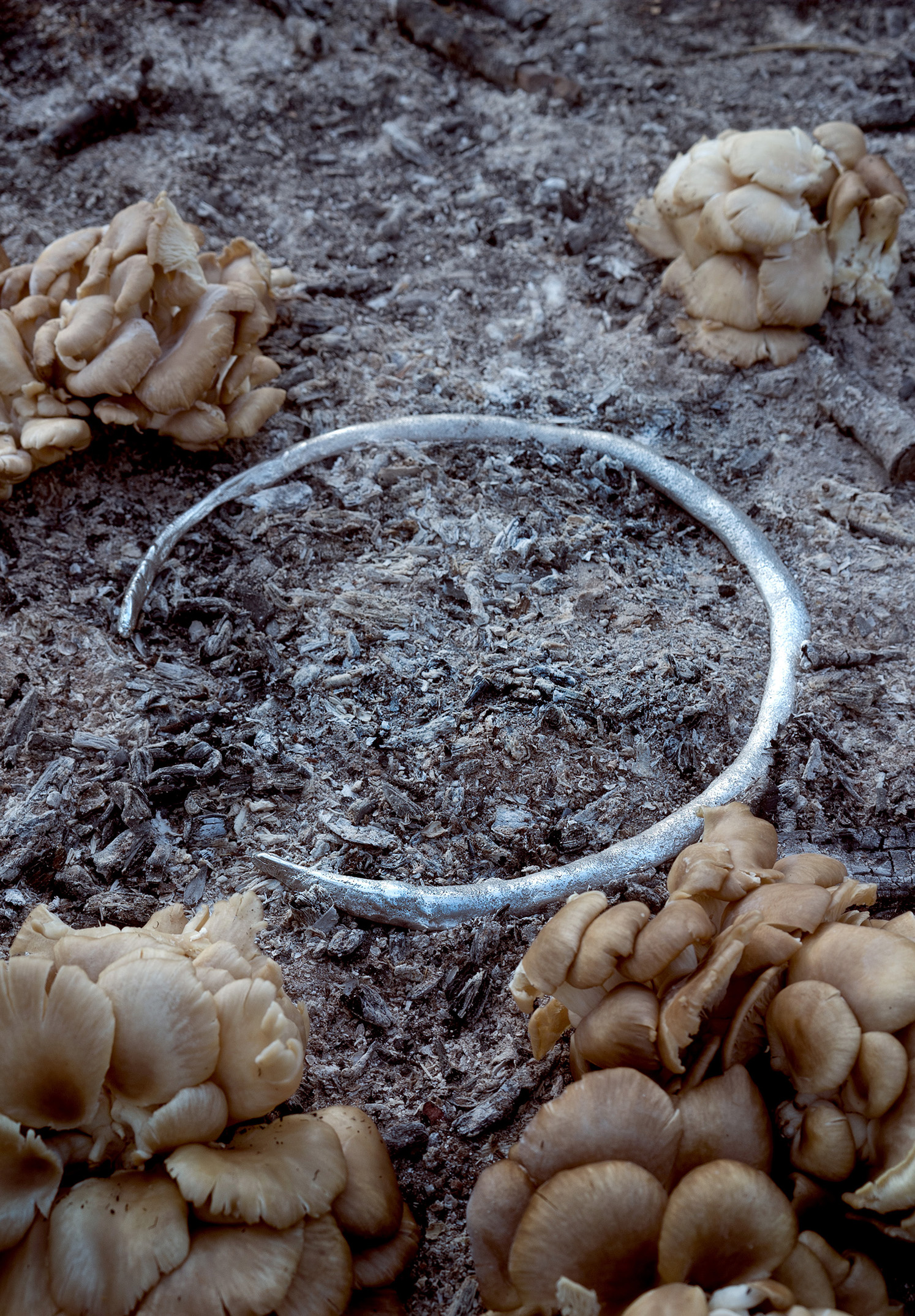 post-fire: cast relic among oyster mushrooms