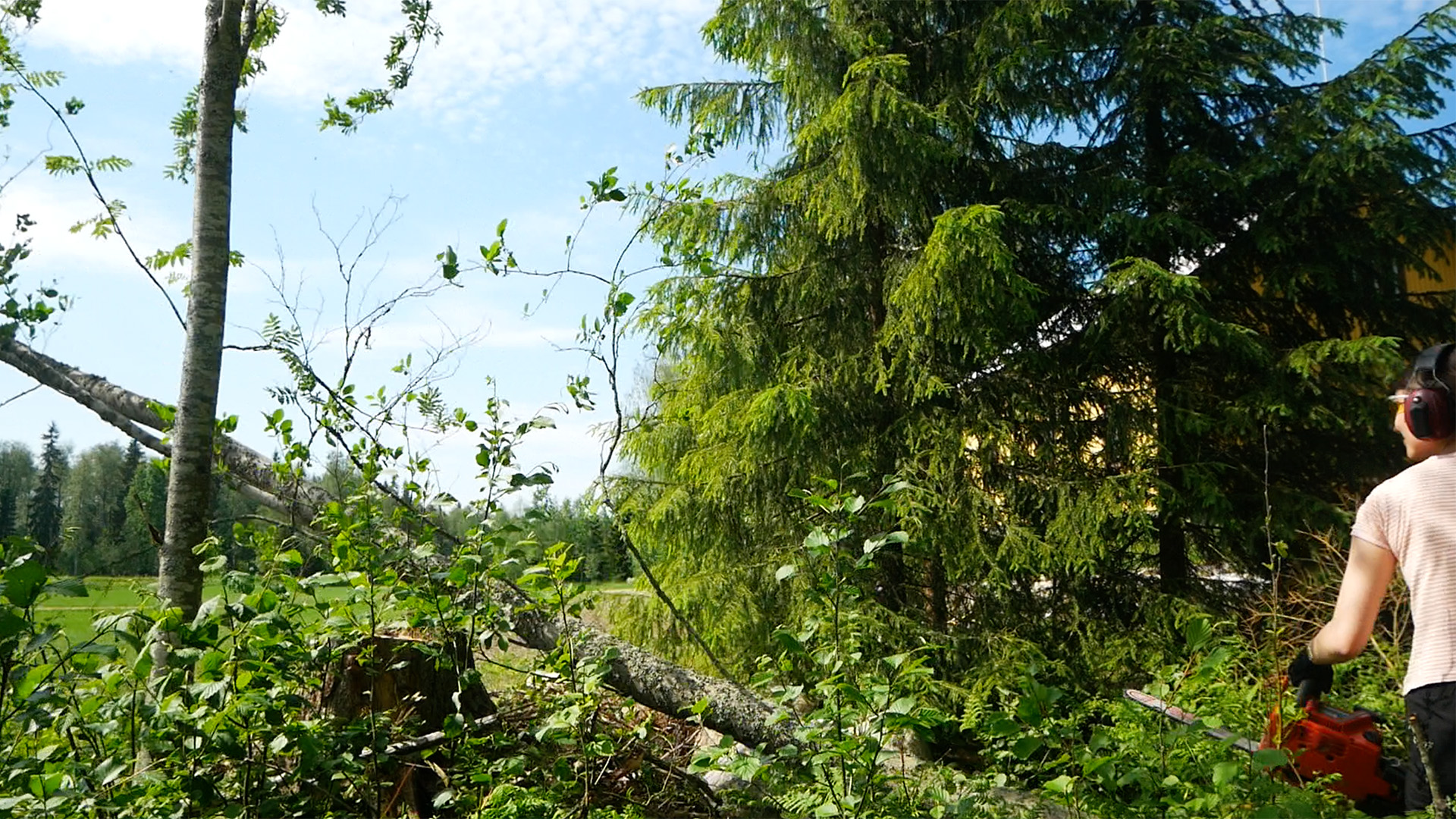 Cutting the alder tree