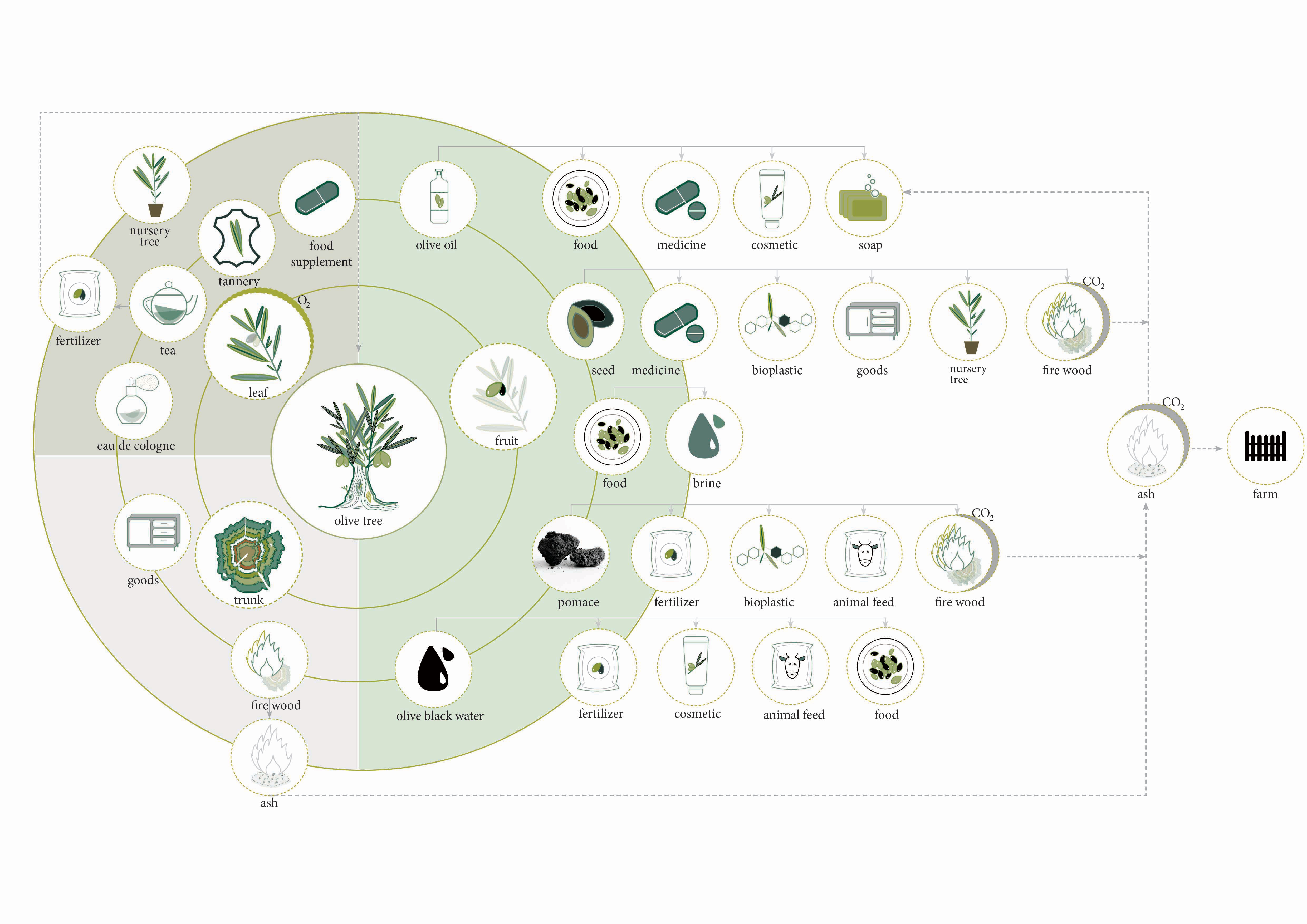 The circular journey of olive and its by-products