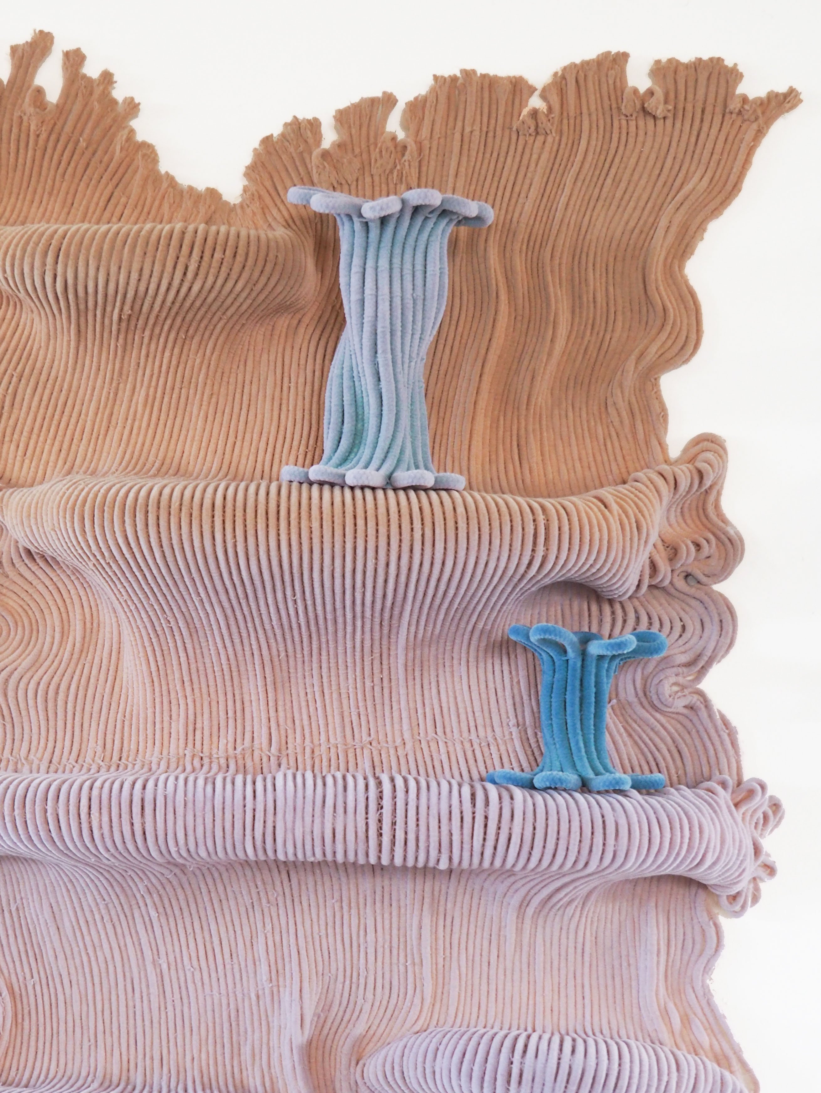 Gorgona Shelf with Small Sun Coral Vessels
