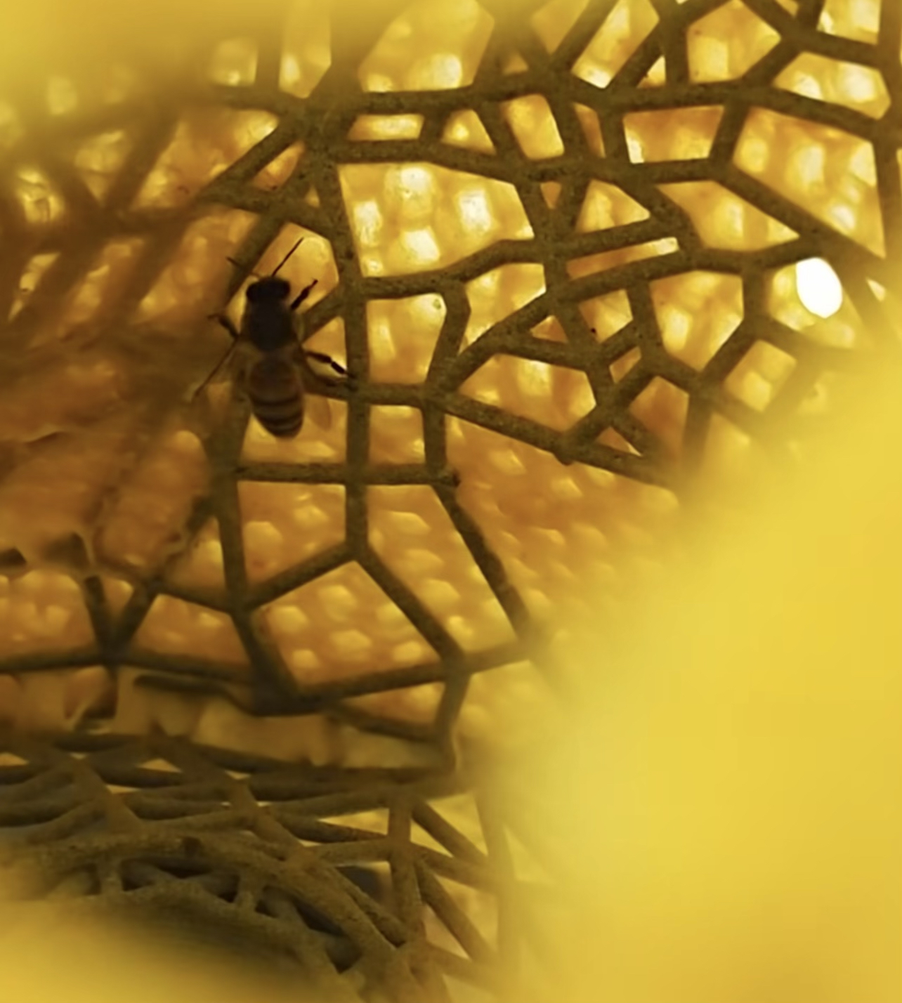 Bees building their honeycomb on 3D sculpture