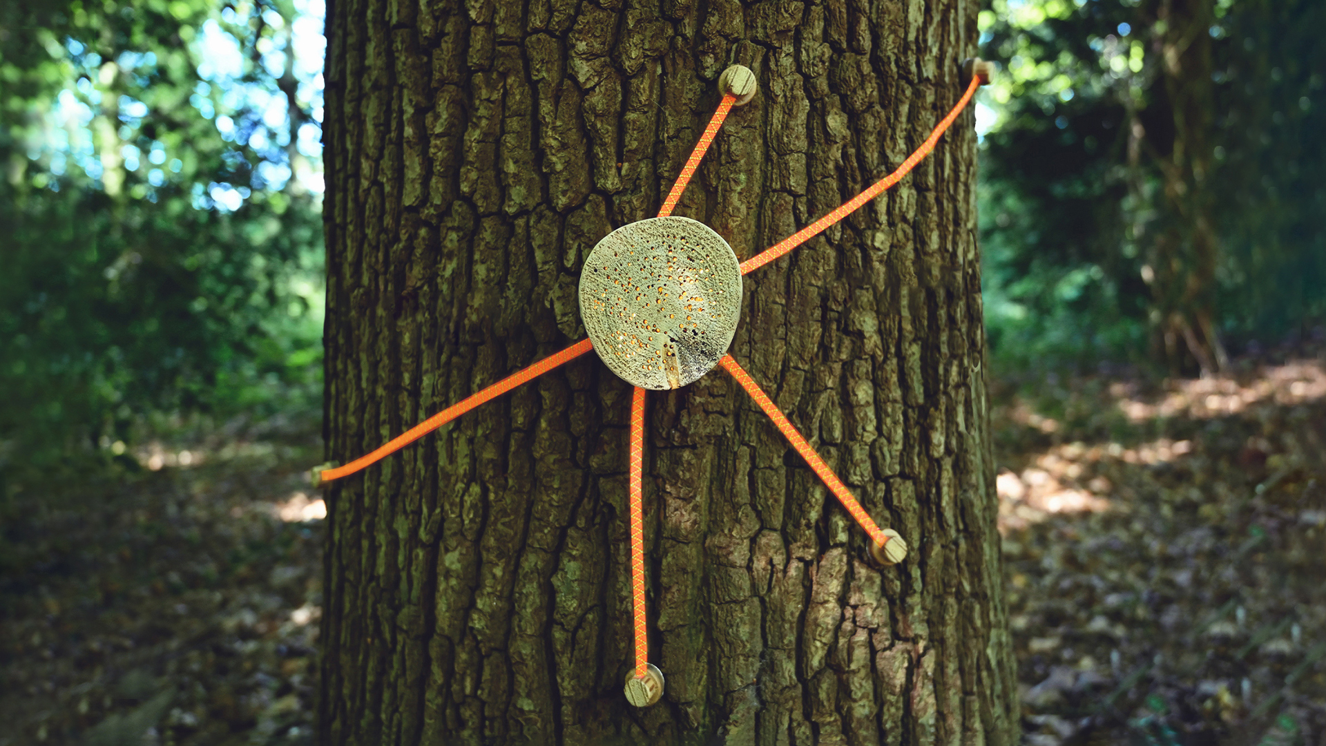 Tool #1 - See which trees are connected