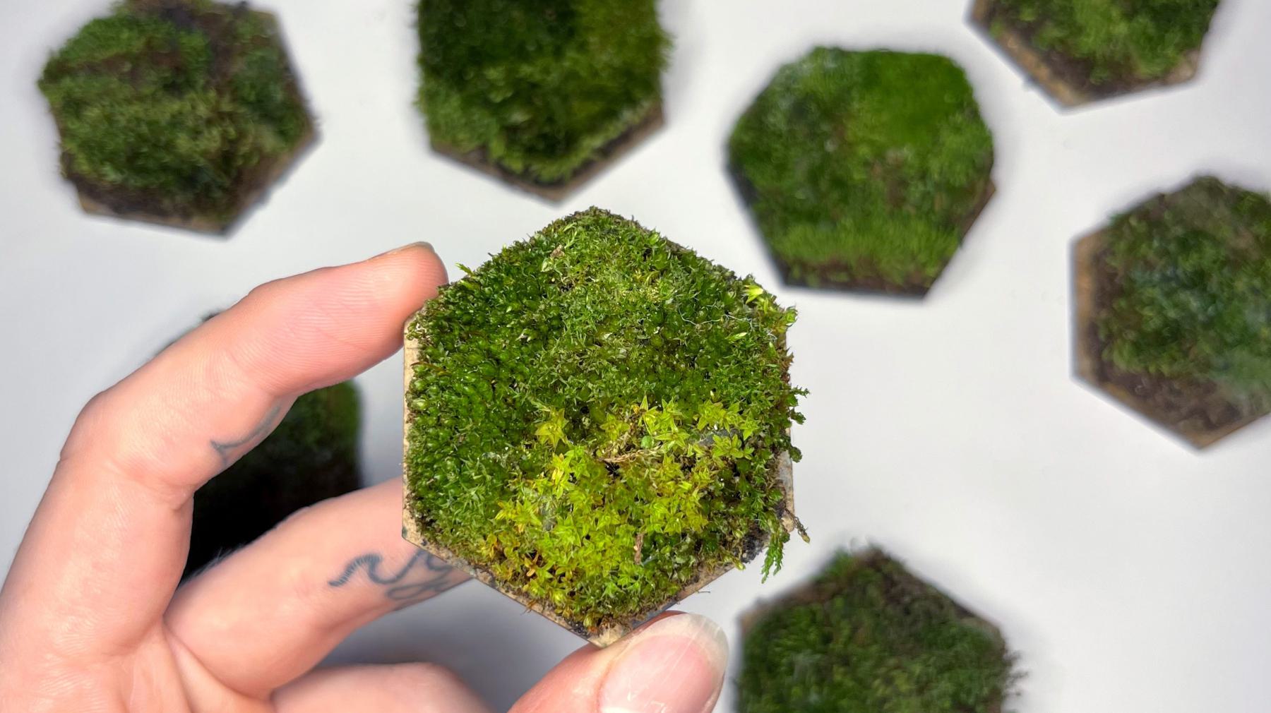 Sample tile covered with local moss